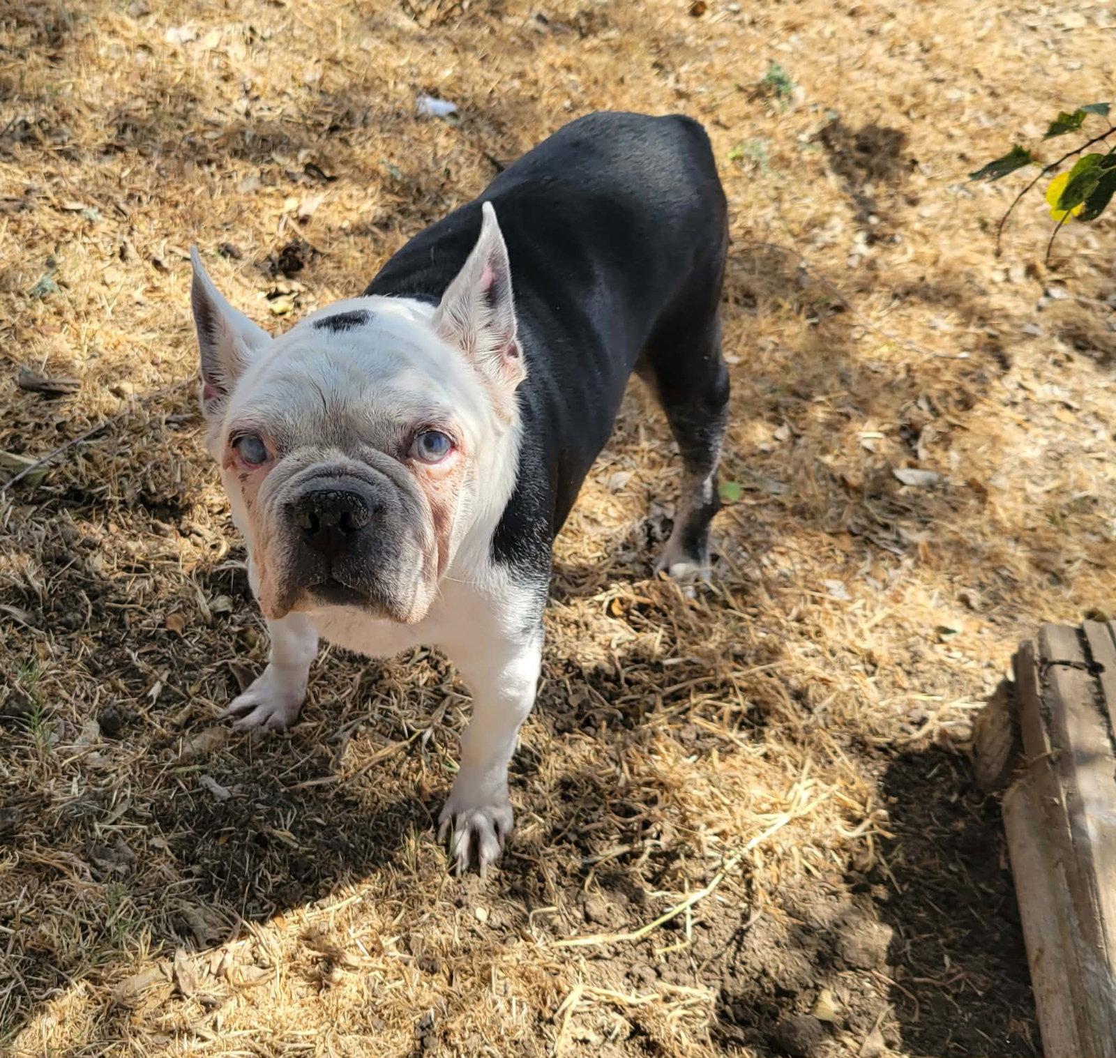 Enlarge Dorothy, a Adoptable Boston Terrier in Gainesville, TX image 3/3