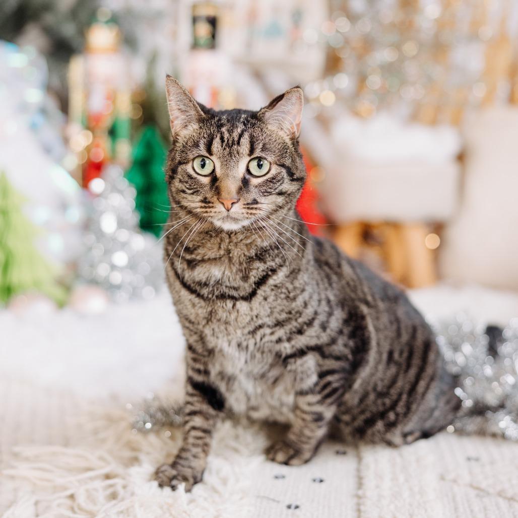Enlarge Choco Taco, a Adoptable Domestic Short Hair in Philadelphia, PA image 1/6