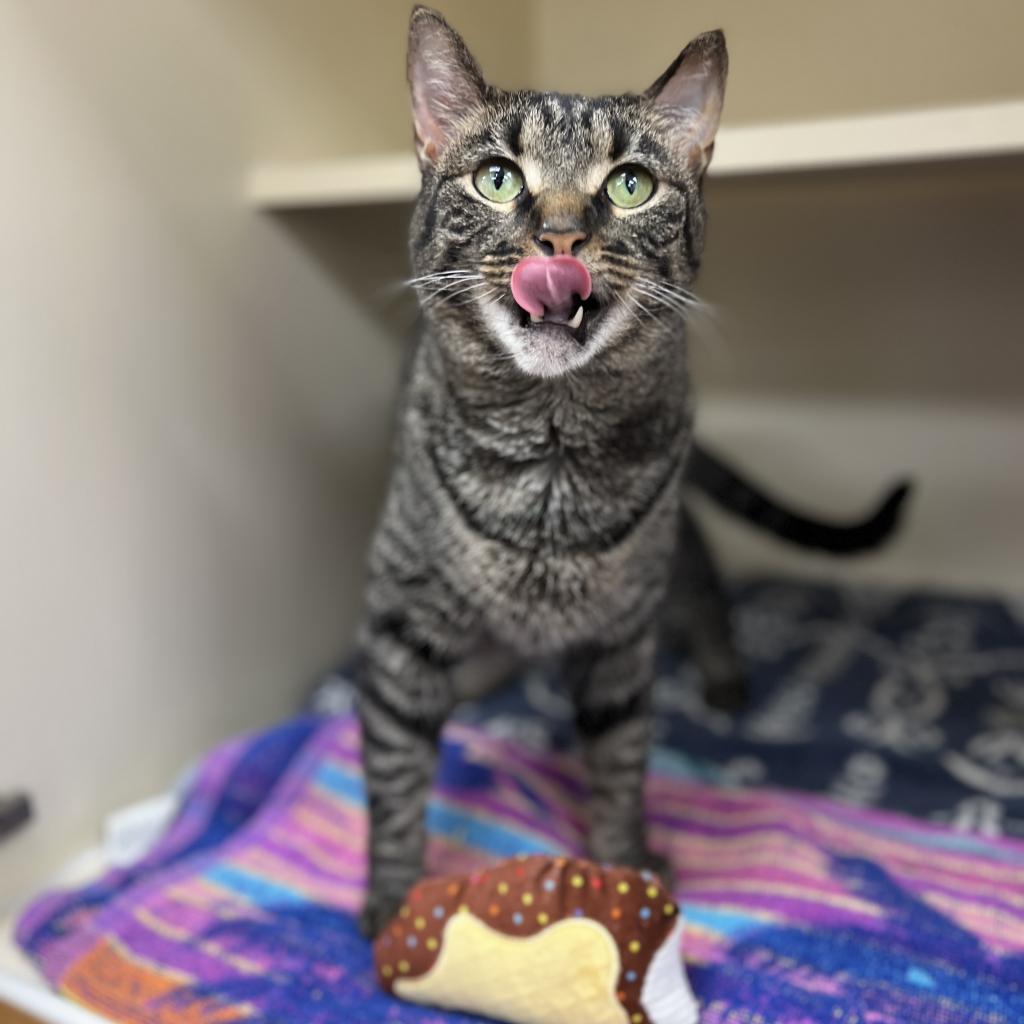 Enlarge Choco Taco, a Adoptable Domestic Short Hair in Philadelphia, PA image 2/6