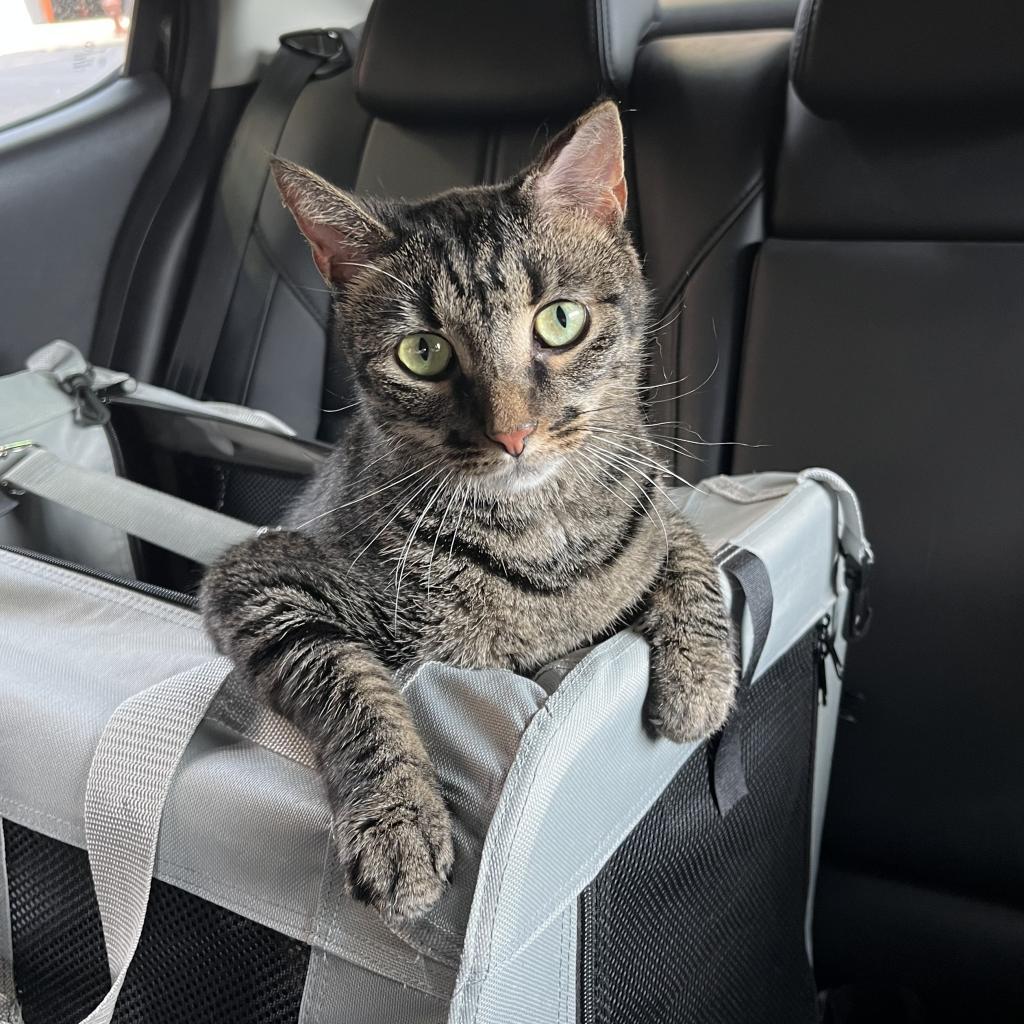 Enlarge Choco Taco, a Adoptable Domestic Short Hair in Philadelphia, PA image 3/6