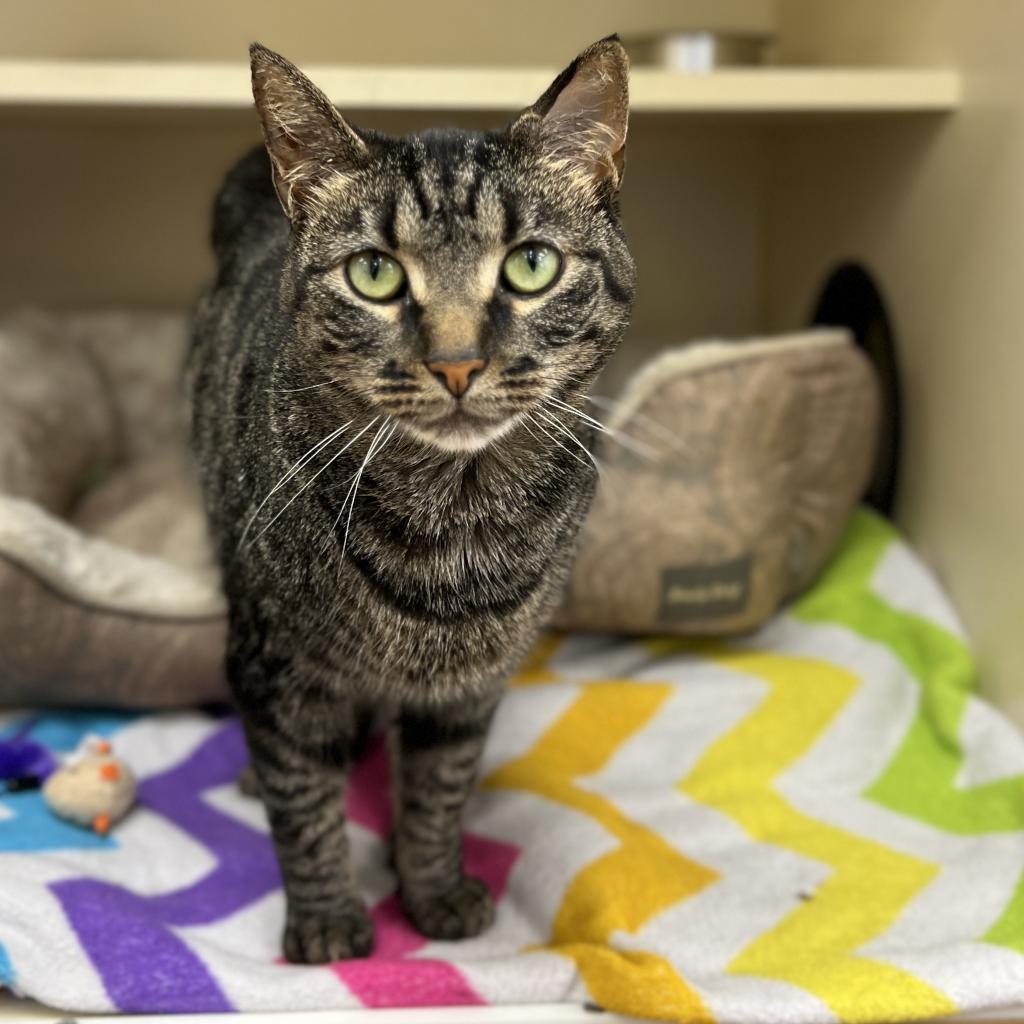 Enlarge Choco Taco, a Adoptable Domestic Short Hair in Philadelphia, PA image 4/6
