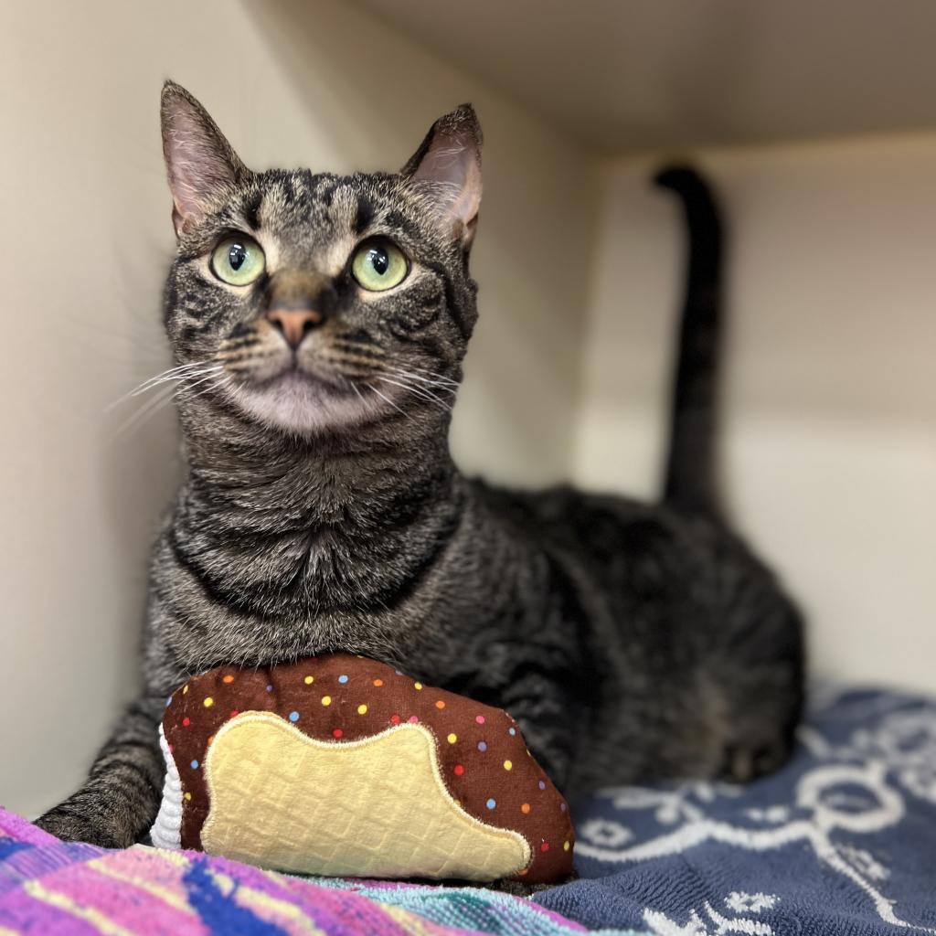 Enlarge Choco Taco, a Adoptable Domestic Short Hair in Philadelphia, PA image 5/6