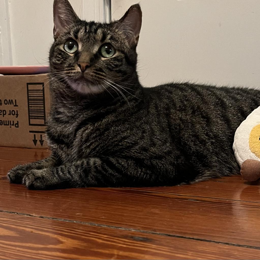 Enlarge Choco Taco, a Adoptable Domestic Short Hair in Philadelphia, PA image 6/6