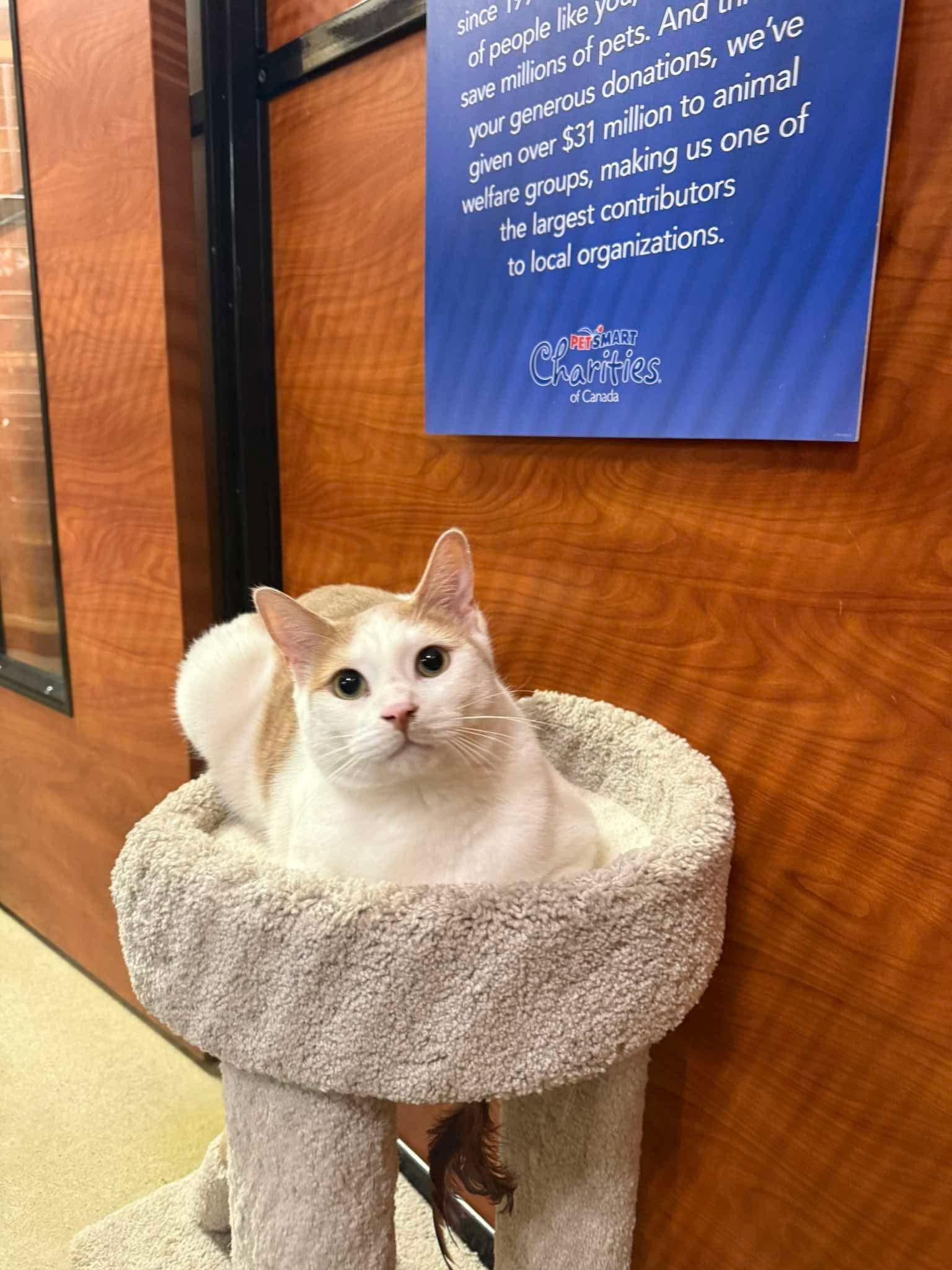 CATRICK SWAYZE, a Adoptable Domestic Short Hair in Tillsonburg, ON image 1/6
