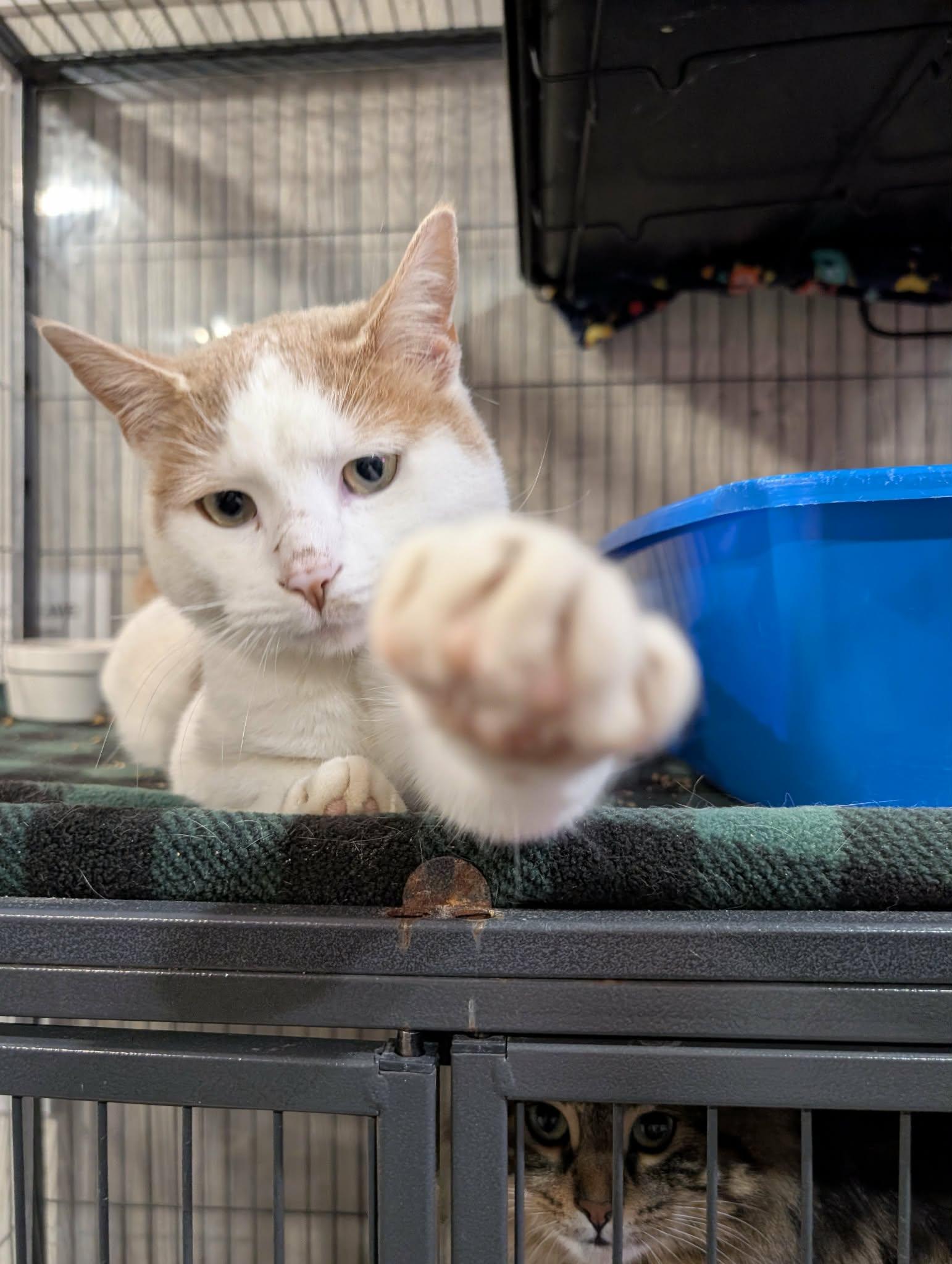 Enlarge CATRICK SWAYZE, a Adoptable Domestic Short Hair in Tillsonburg, ON image 4/6