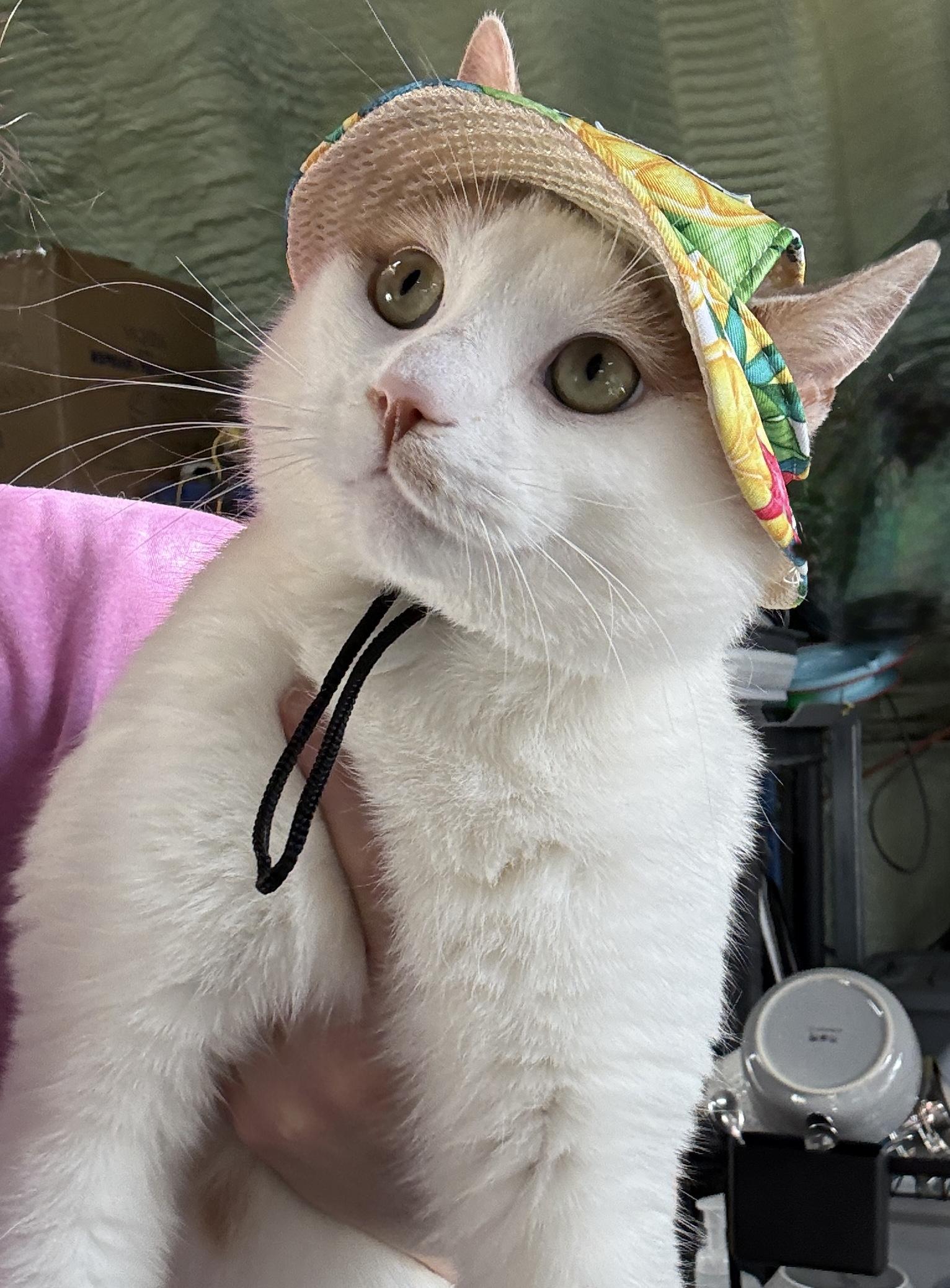 Enlarge CATRICK SWAYZE, a Adoptable Domestic Short Hair in Tillsonburg, ON image 3/6