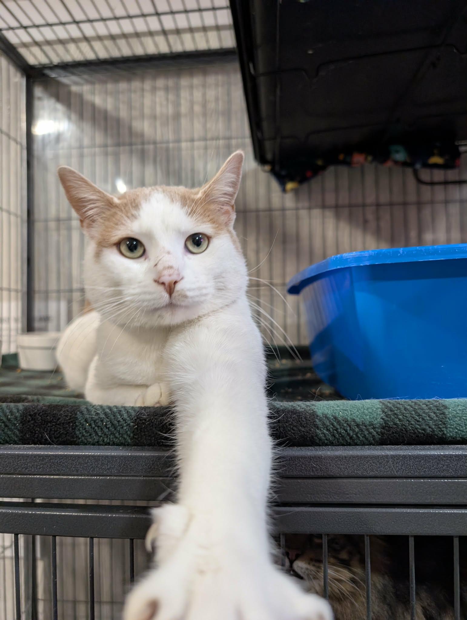 Enlarge CATRICK SWAYZE, a Adoptable Domestic Short Hair in Tillsonburg, ON image 6/6
