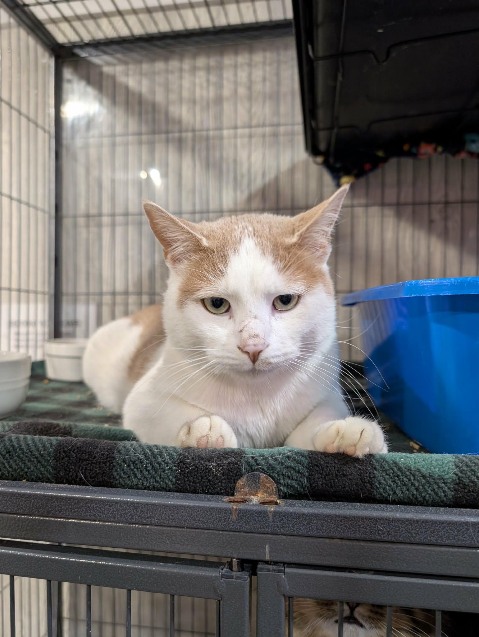 Enlarge CATRICK SWAYZE, a Adoptable Domestic Short Hair in Tillsonburg, ON image 5/6