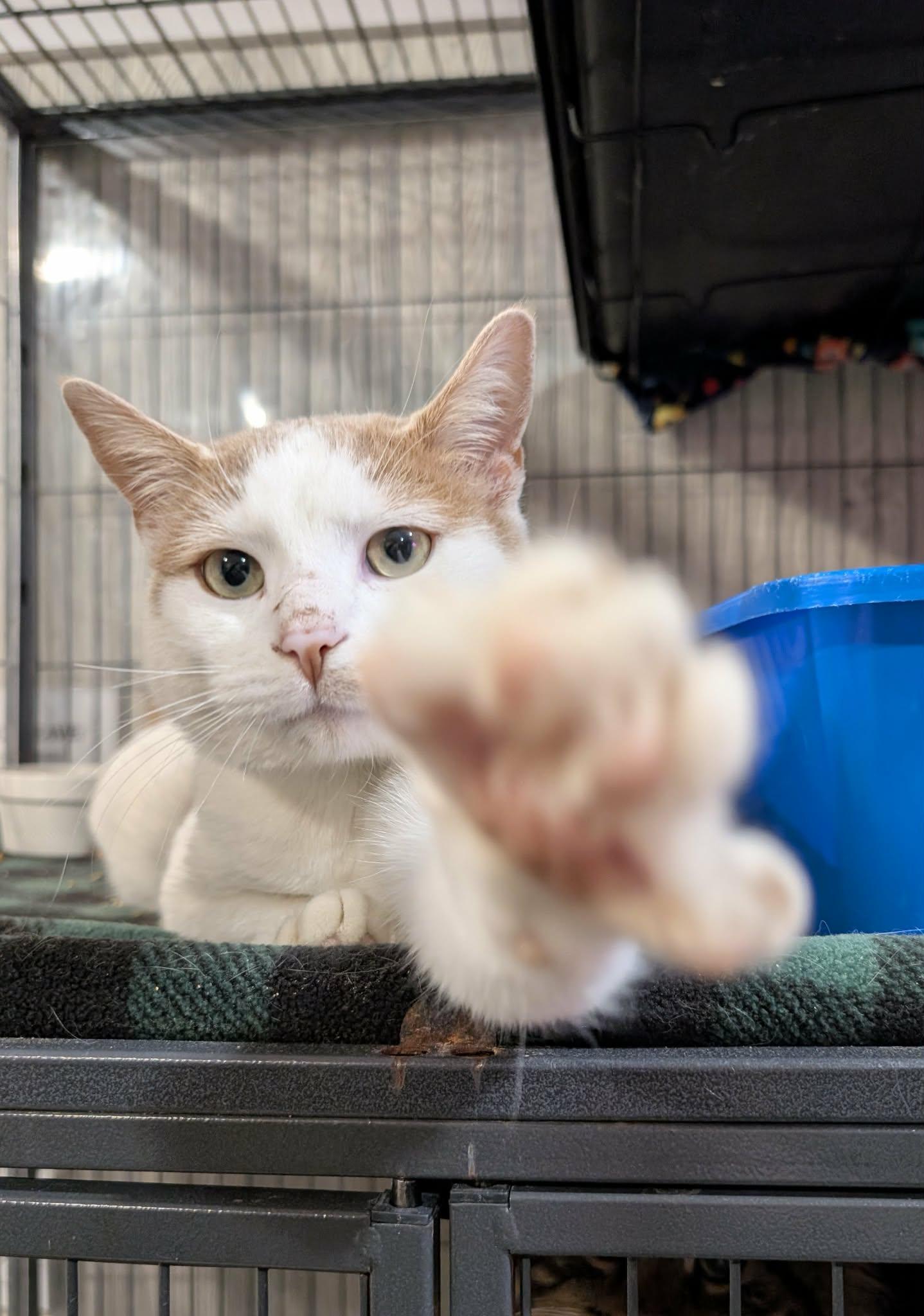 Enlarge CATRICK SWAYZE, a Adoptable Domestic Short Hair in Tillsonburg, ON image 2/6