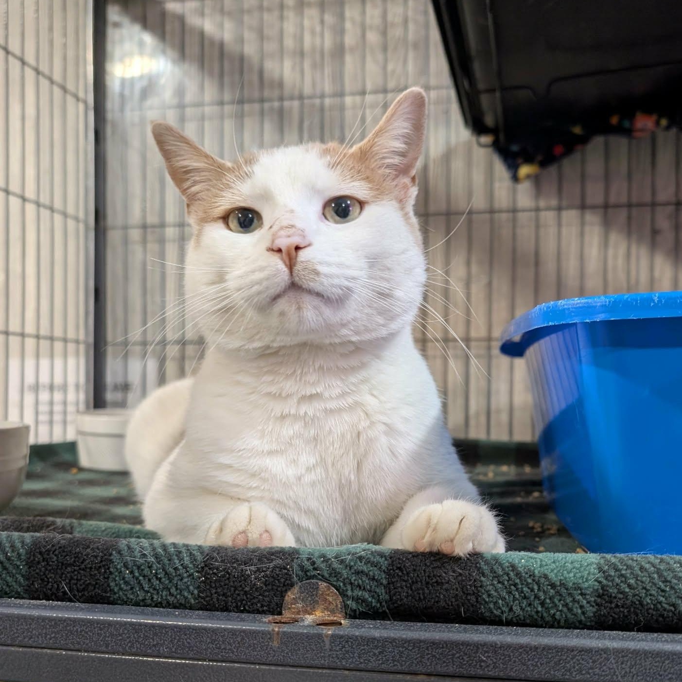 Enlarge CATRICK SWAYZE, a Adoptable Domestic Short Hair in Tillsonburg, ON image 1/6