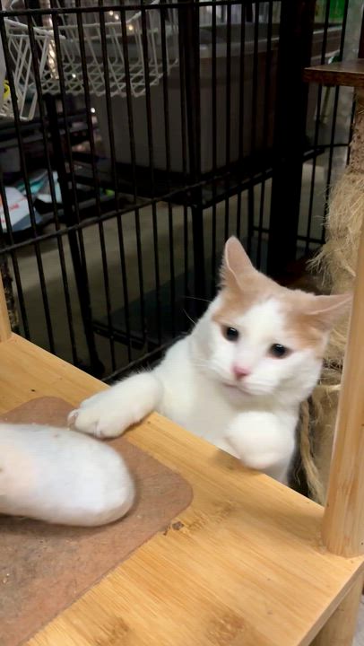 Enlarge CATRICK SWAYZE, a Adoptable Domestic Short Hair in Tillsonburg, ON video 6/6