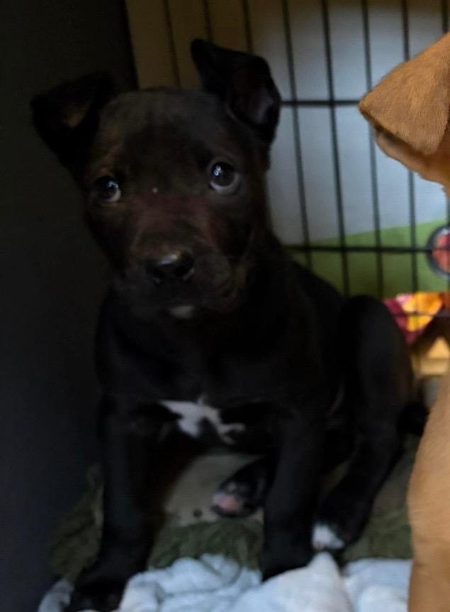 Enlarge Latte, a Adoptable mixed breed in Yellowknife, NT image 1/1