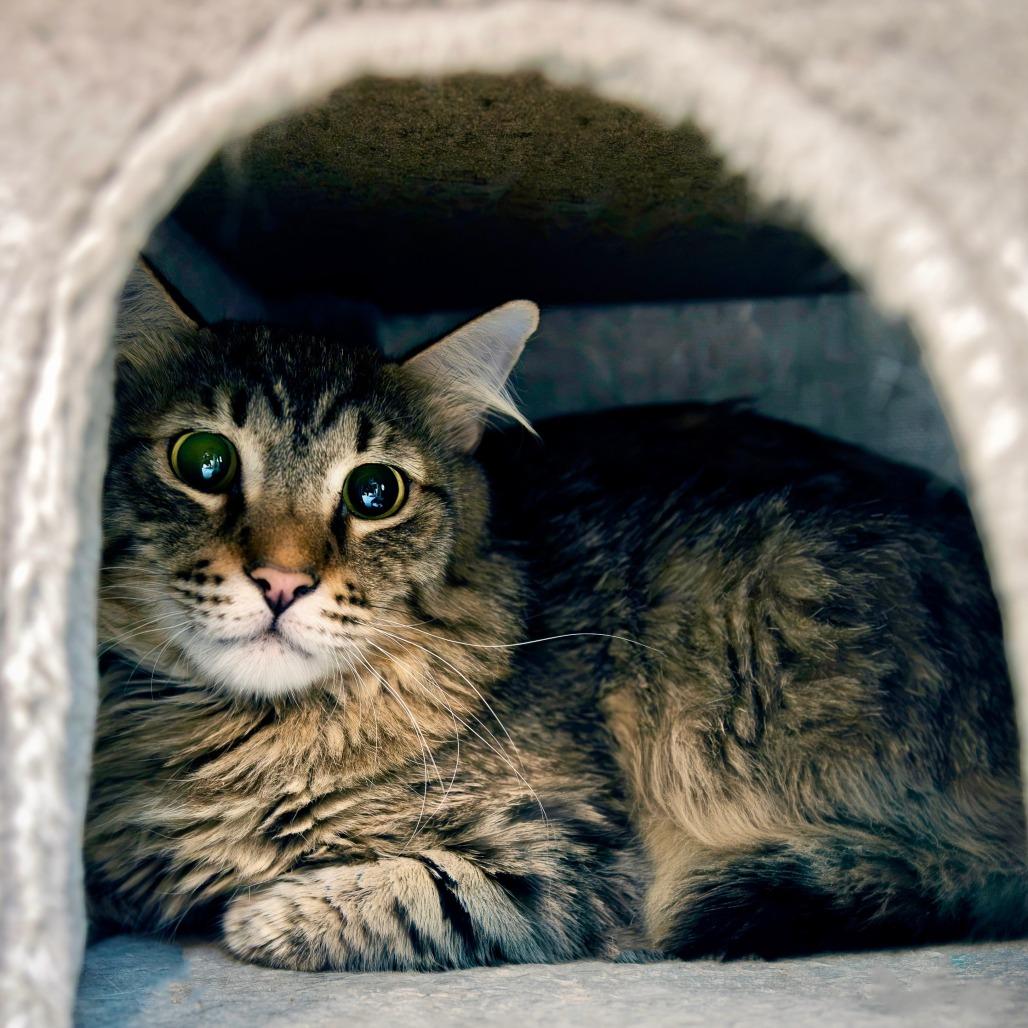 Ralphie, a Adoptable Domestic Long Hair in Las Vegas, NV image 1/2