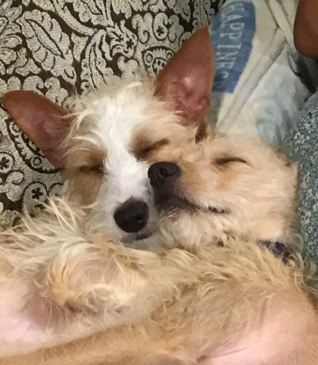 Enlarge Dexter and Dixie, a ADOPTABLE mixed breed in Spring, TX image 3/5