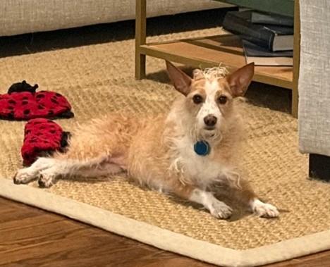 Enlarge Dexter and Dixie, a ADOPTABLE mixed breed in Spring, TX image 2/5