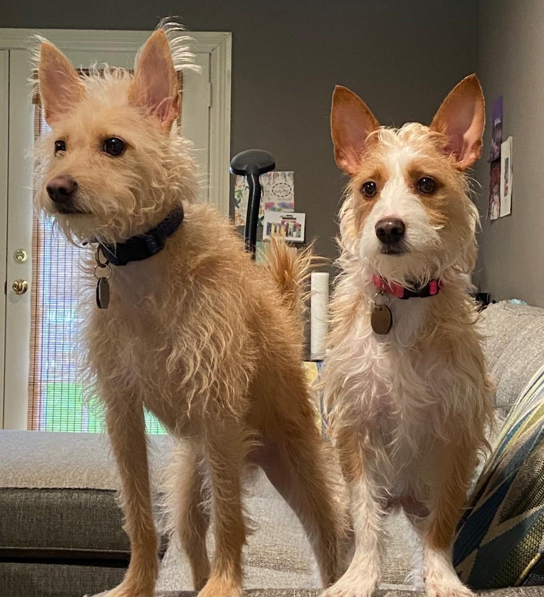 Enlarge Dexter and Dixie, a ADOPTABLE mixed breed in Spring, TX image 1/5