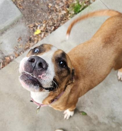 Enlarge Zeus, a ADOPTABLE Mixed Breed in North Myrtle Beach, SC image 2/3
