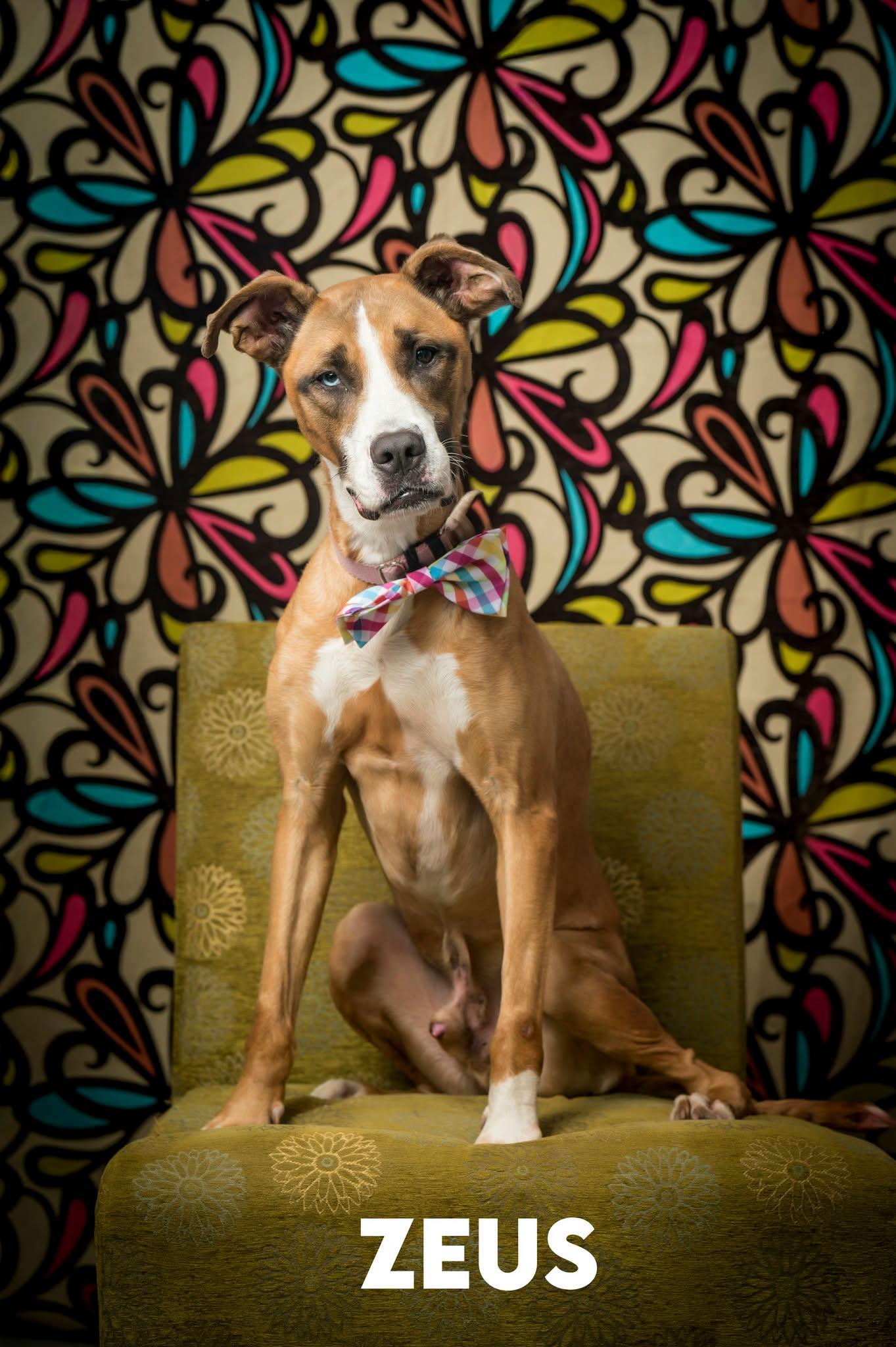 Zeus, ADOPTABLE, Senior Male Mixed Breed.