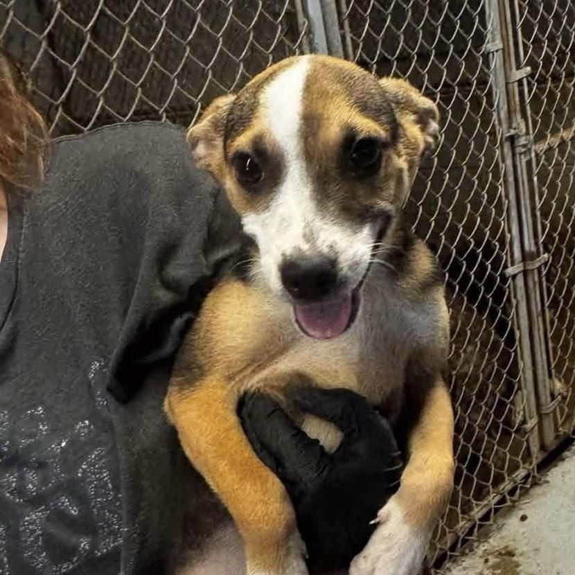 Enlarge Jasper, a Adoptable mixed breed in Yaphank, NY image 1/1
