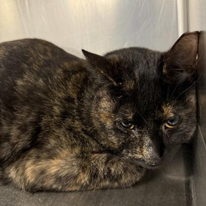 Shelly, Adoptable, Adult Female Domestic Short Hair & Domestic Short Hair.