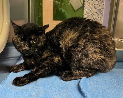 Shelly, a Adoptable mixed breed in Fort Worth, TX image 2/2