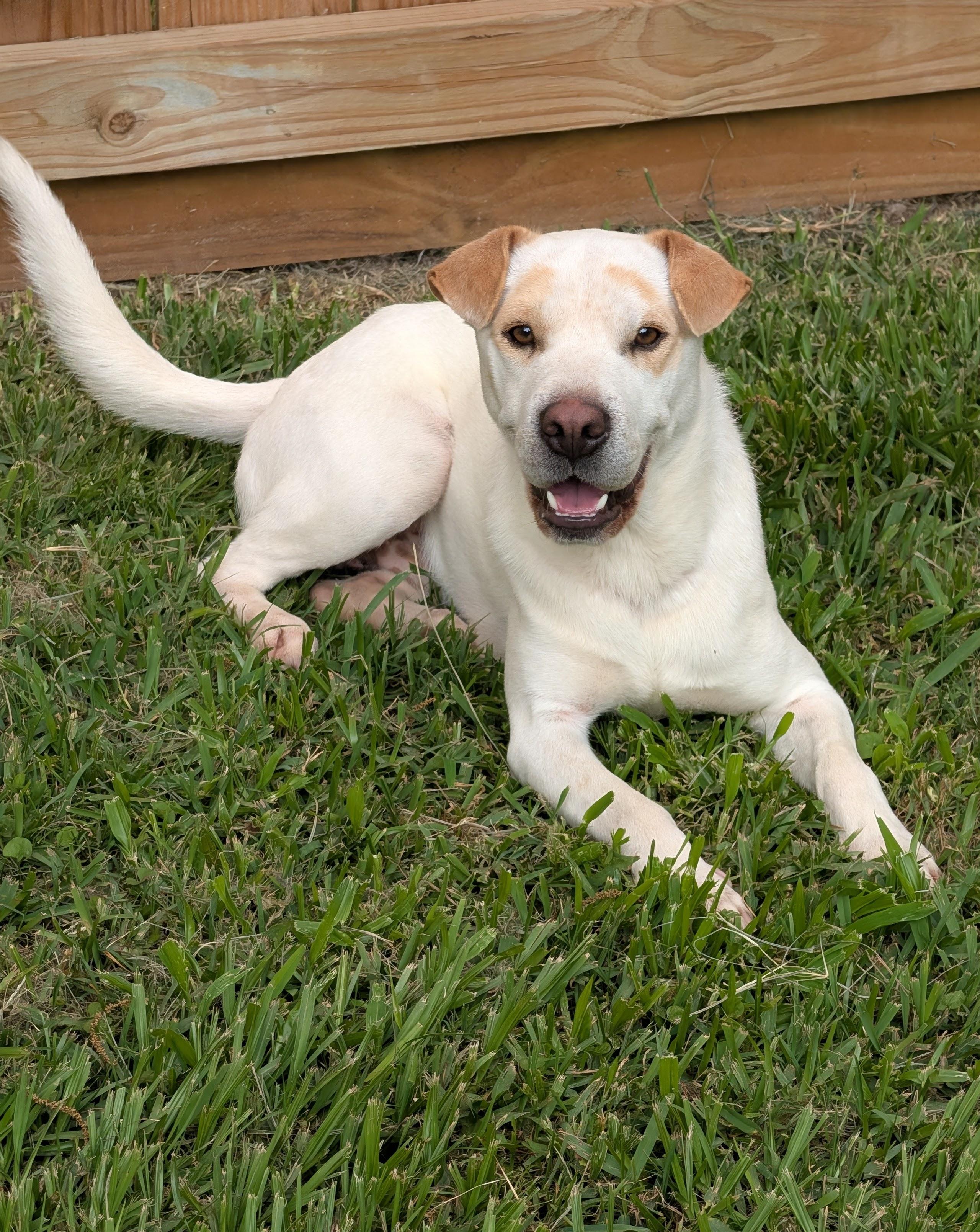 Enlarge Cheddar, a Adoptable mixed breed in Baton Rouge, LA image 1/3