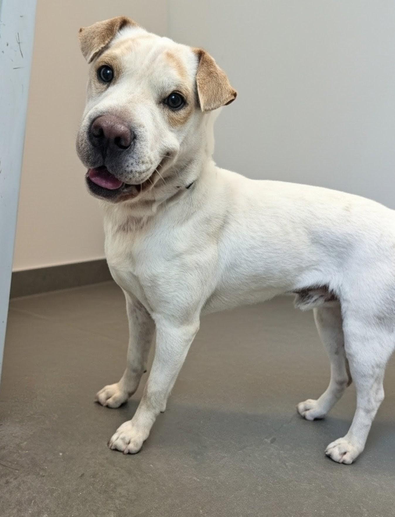Enlarge Cheddar, a Adoptable mixed breed in Baton Rouge, LA image 2/3