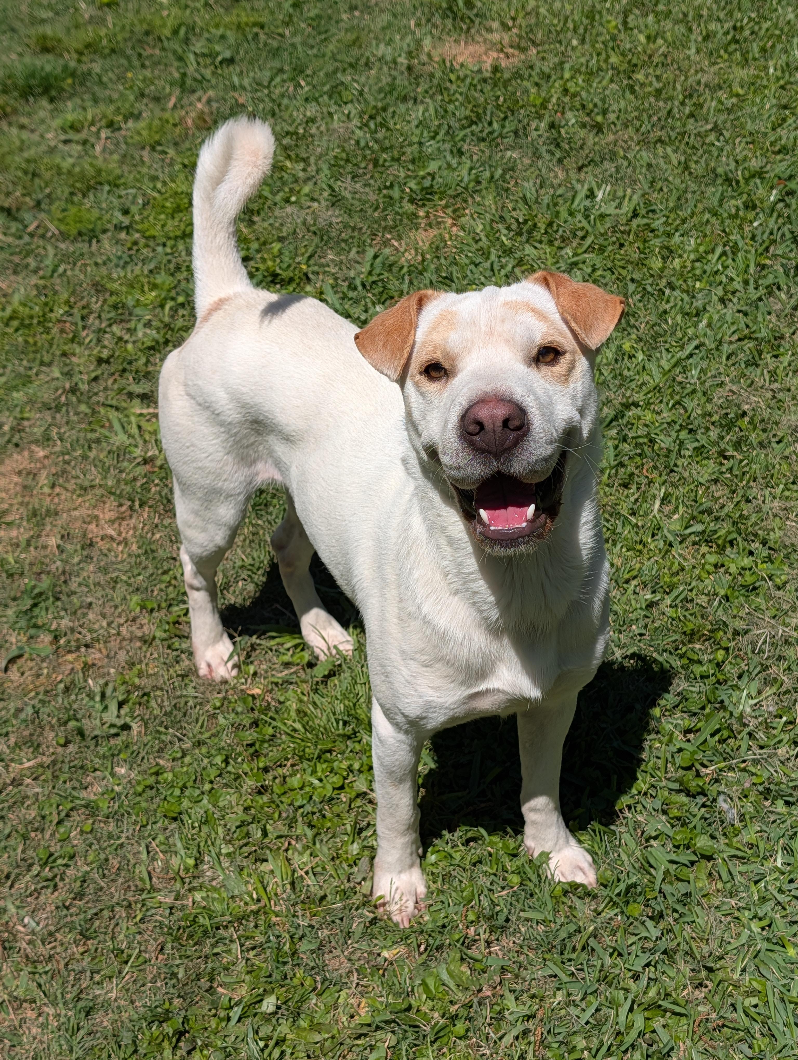 Enlarge Cheddar, a Adoptable mixed breed in Baton Rouge, LA image 3/3