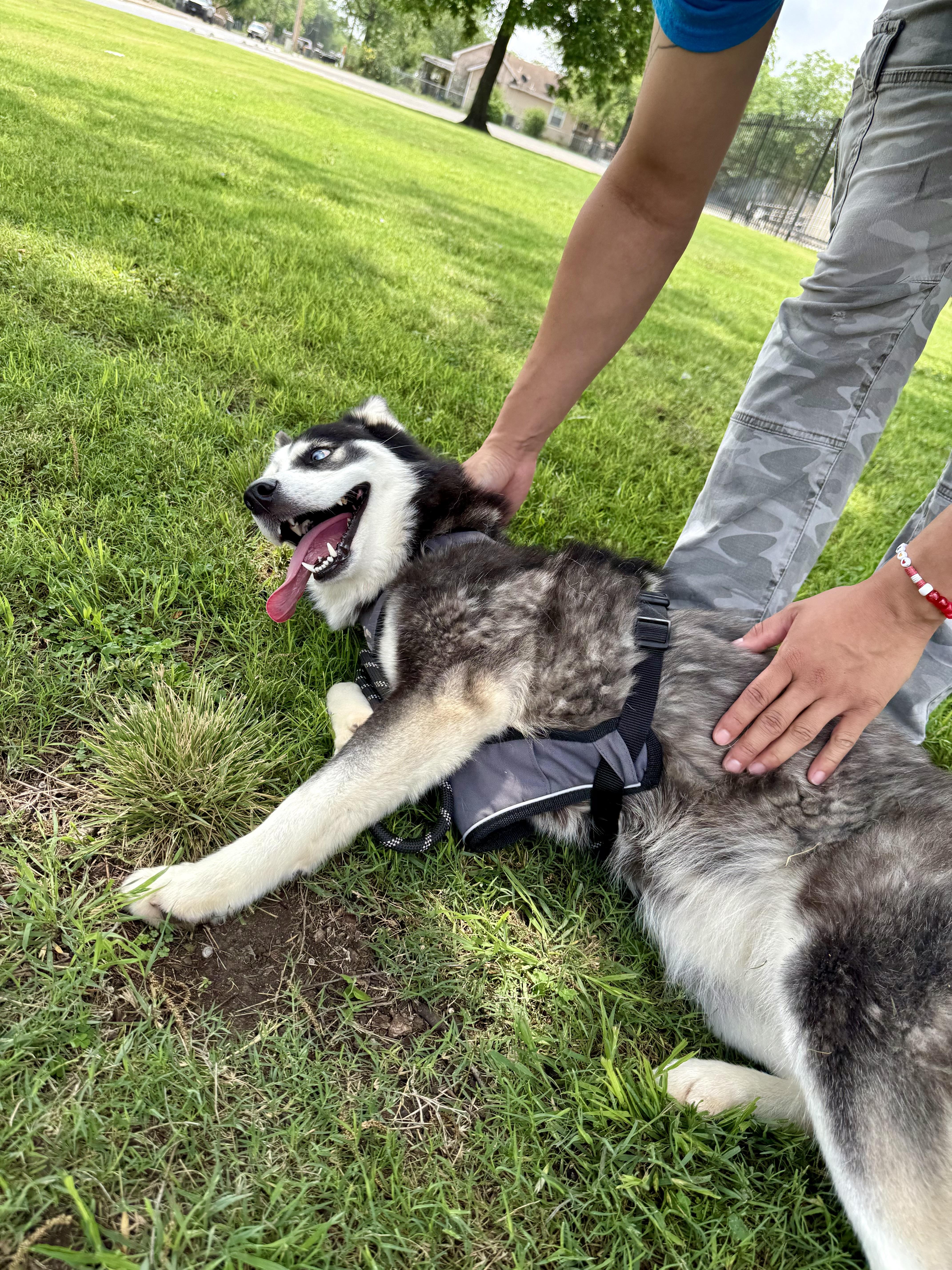 Enlarge Lilly, a Adoptable Siberian Husky in Uvalde, TX image 3/6