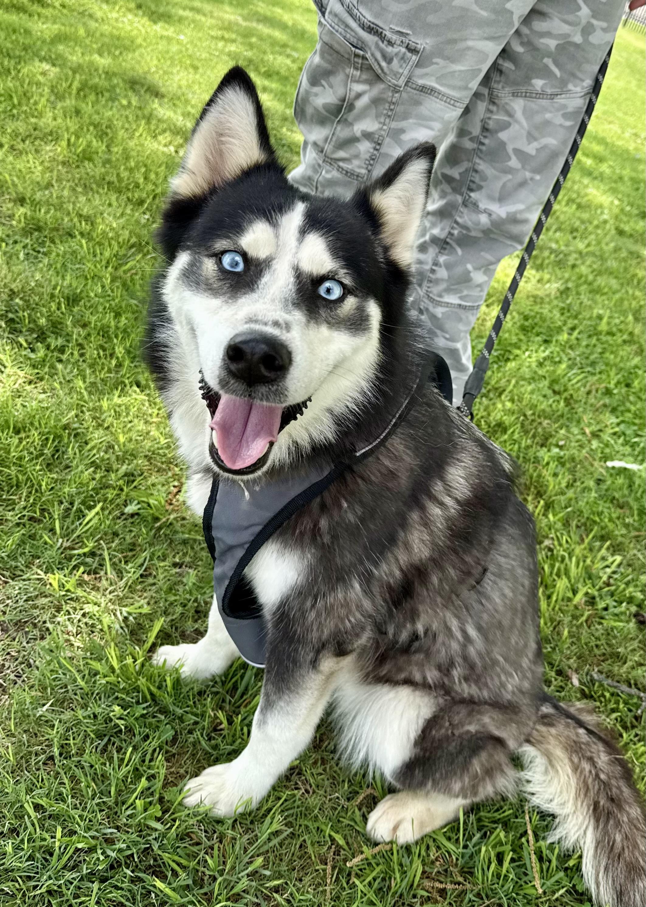 Lilly, Adoptable, Adult Female Siberian Husky.