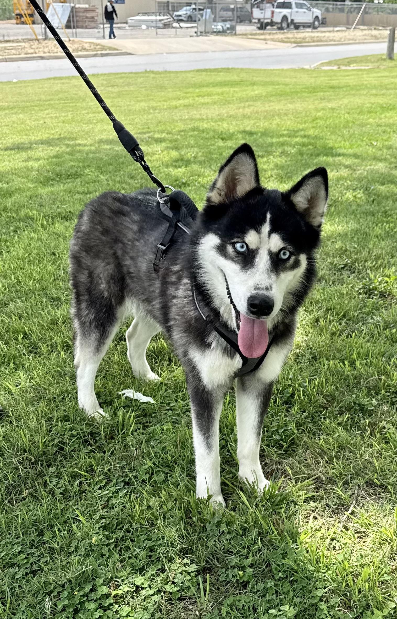 Enlarge Lilly, a Adoptable Siberian Husky in Uvalde, TX image 1/6