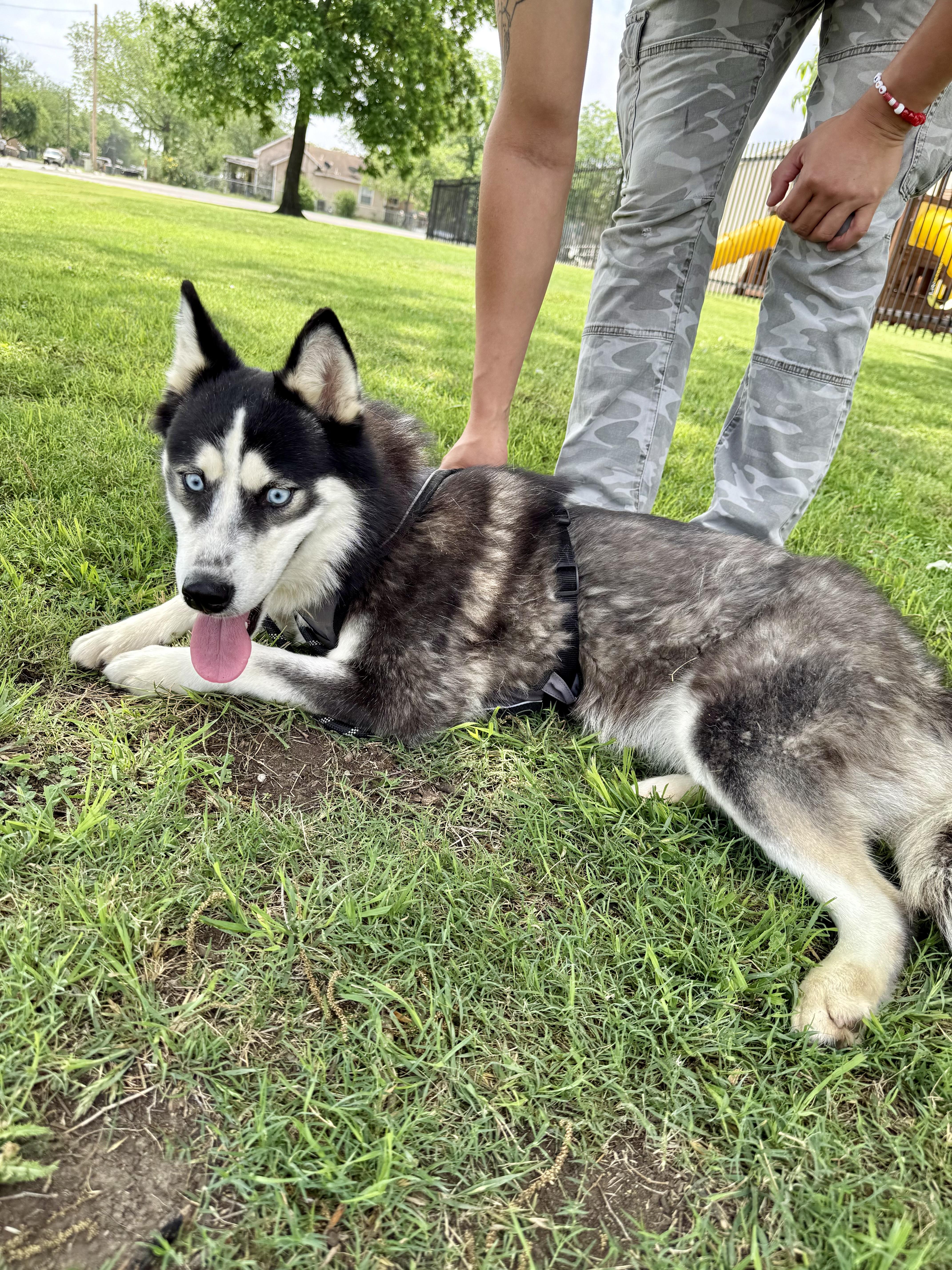 Enlarge Lilly, a Adoptable Siberian Husky in Uvalde, TX image 5/6