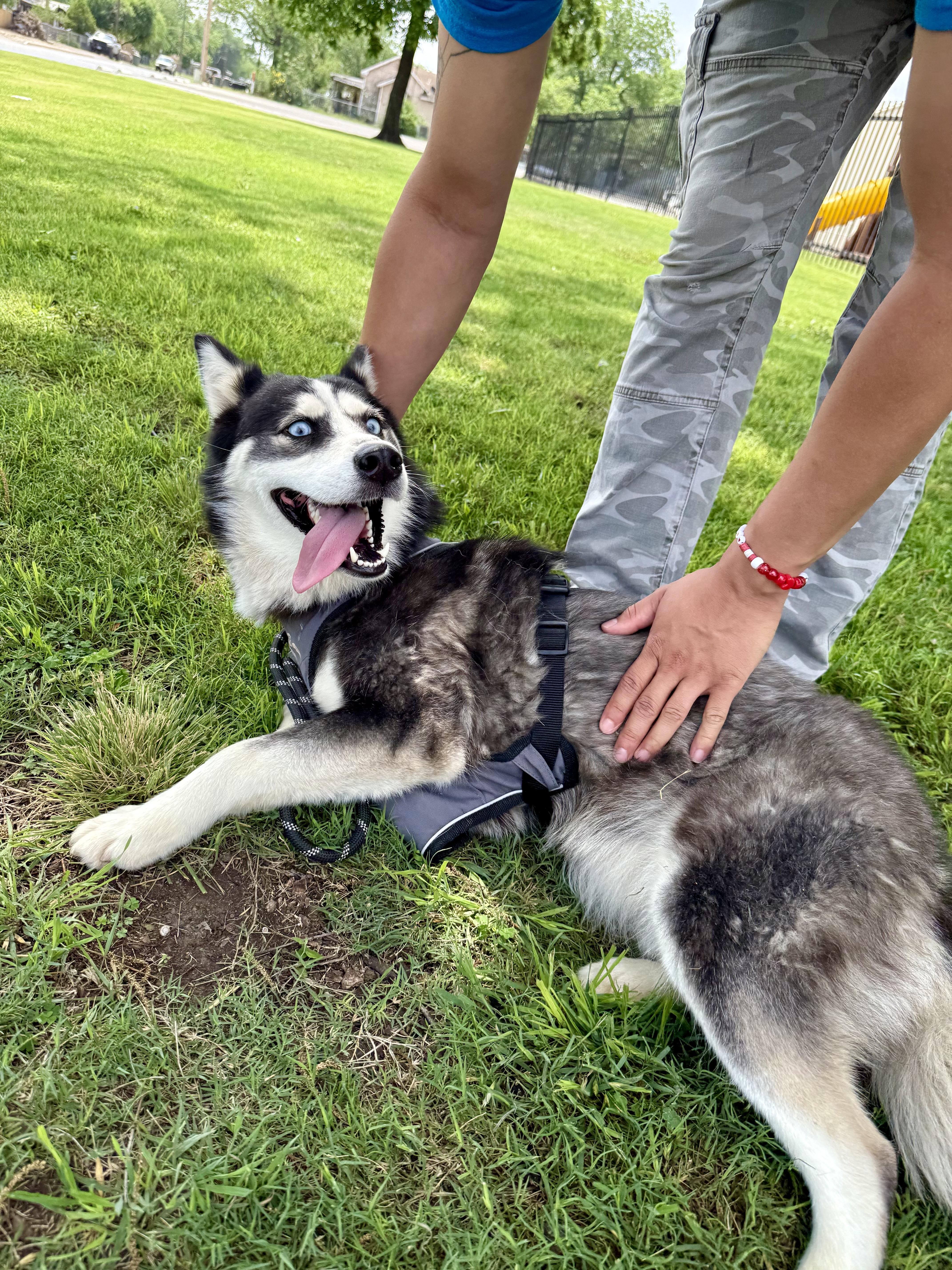 Enlarge Lilly, a Adoptable Siberian Husky in Uvalde, TX image 6/6