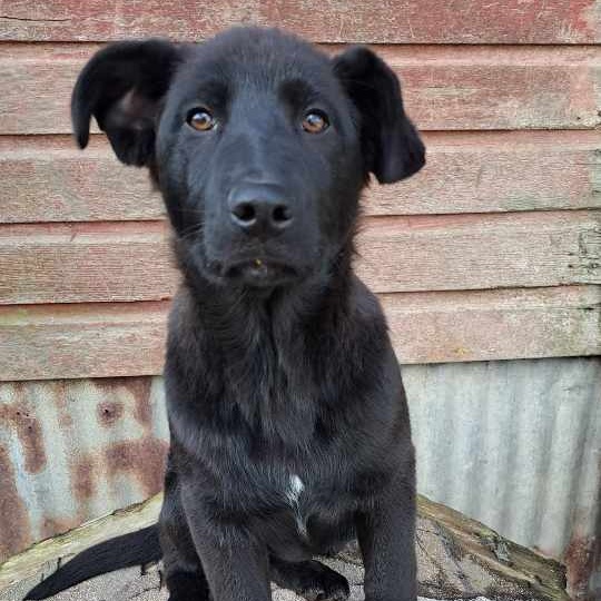 Enlarge Urban, a Adoptable Border Collie in Silverton, OR image 1/1