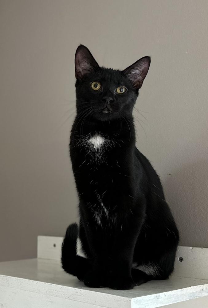 Enlarge Binx, a Adoptable mixed breed in Norristown, PA image 1/1