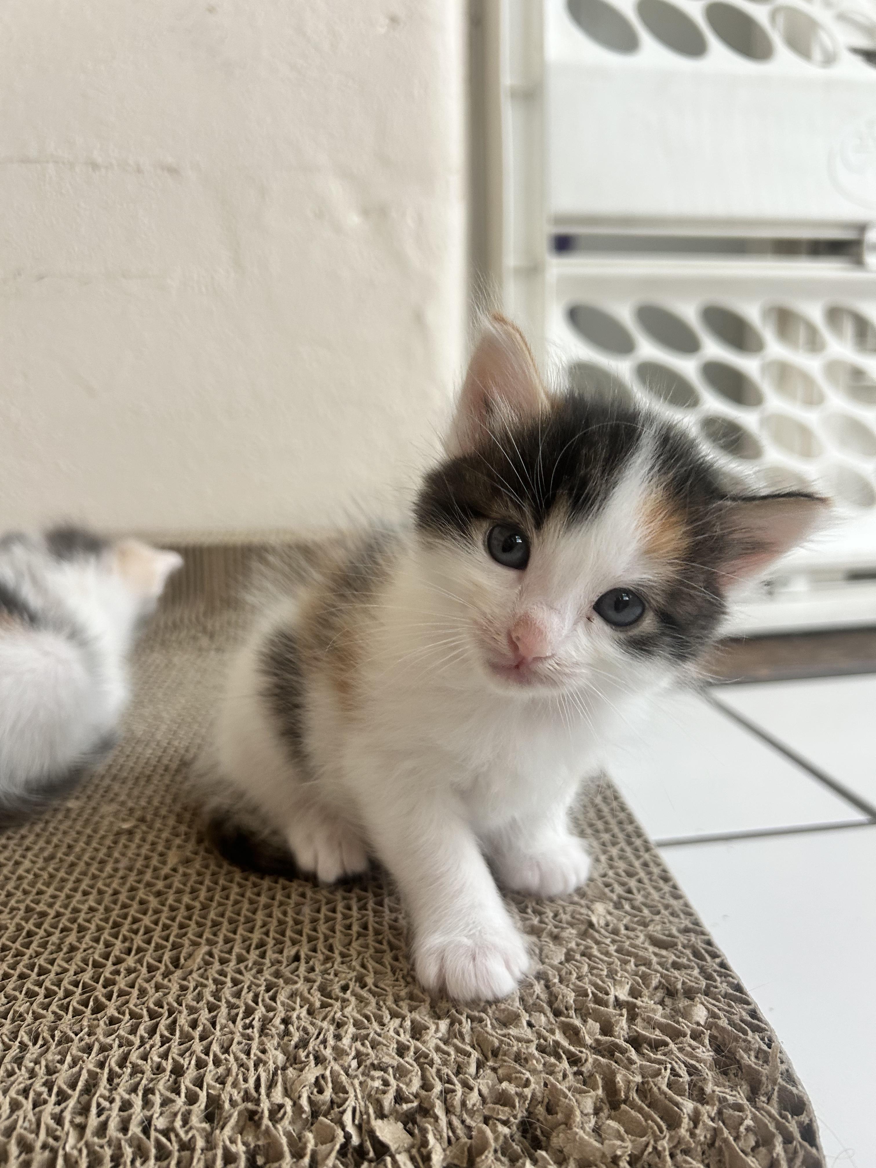 Enlarge Ms Fluffs orange and kitties!, an adopted Domestic Long Hair in Manhattan Beach, CA image 2/6
