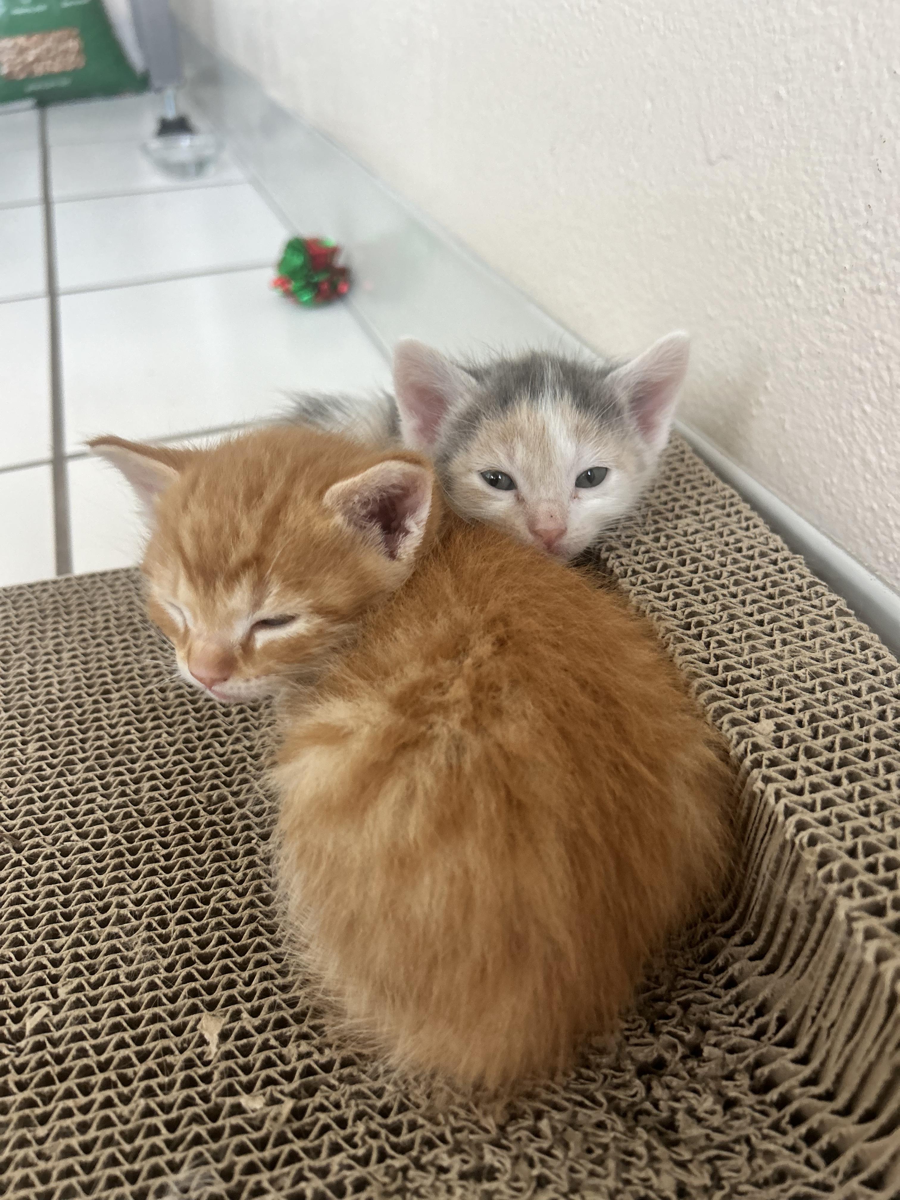 Enlarge Ms Fluffs orange and kitties!, an adopted Domestic Long Hair in Manhattan Beach, CA image 6/6