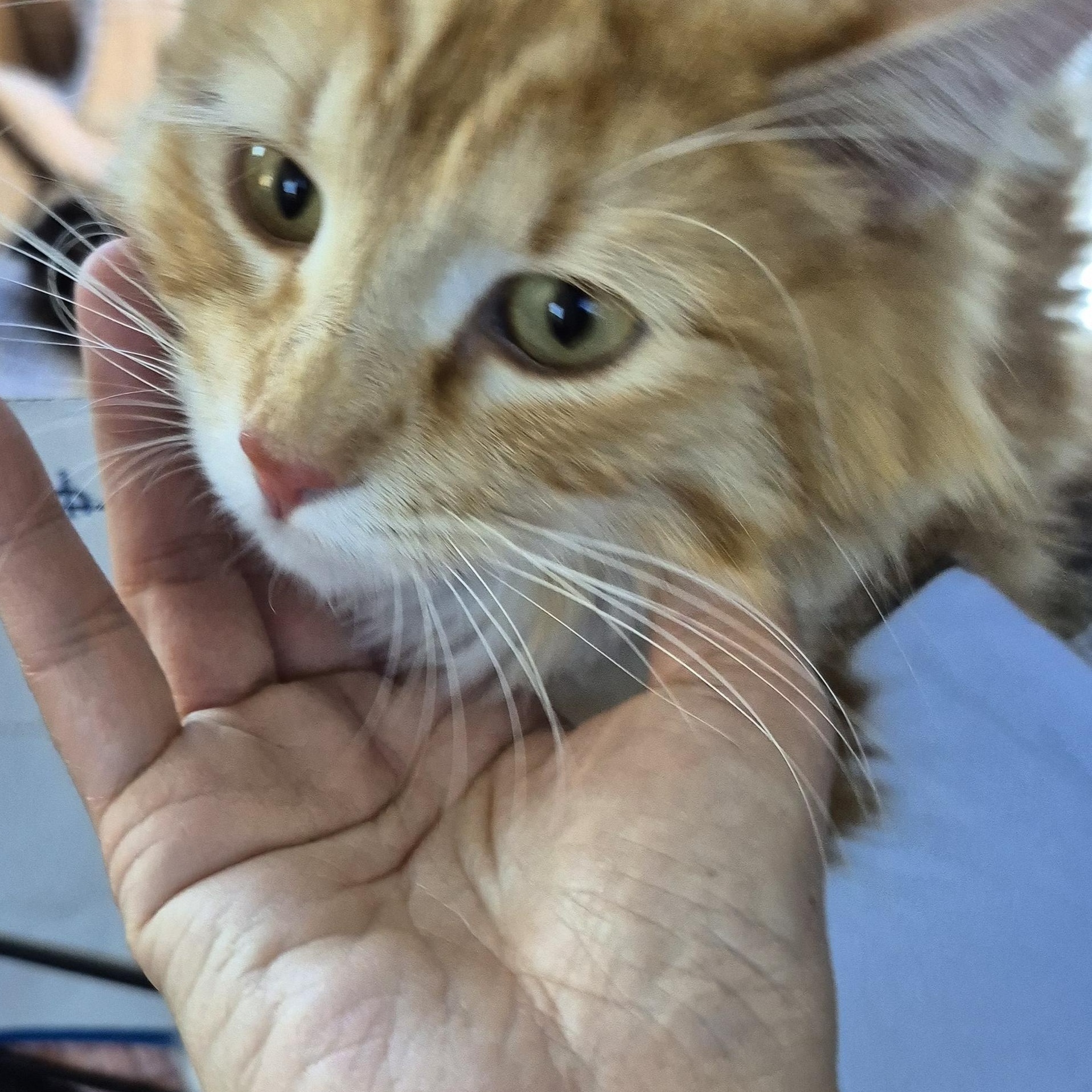 Enlarge Ms Fluffs orange and kitties!, an adopted Domestic Long Hair in Manhattan Beach, CA image 4/6