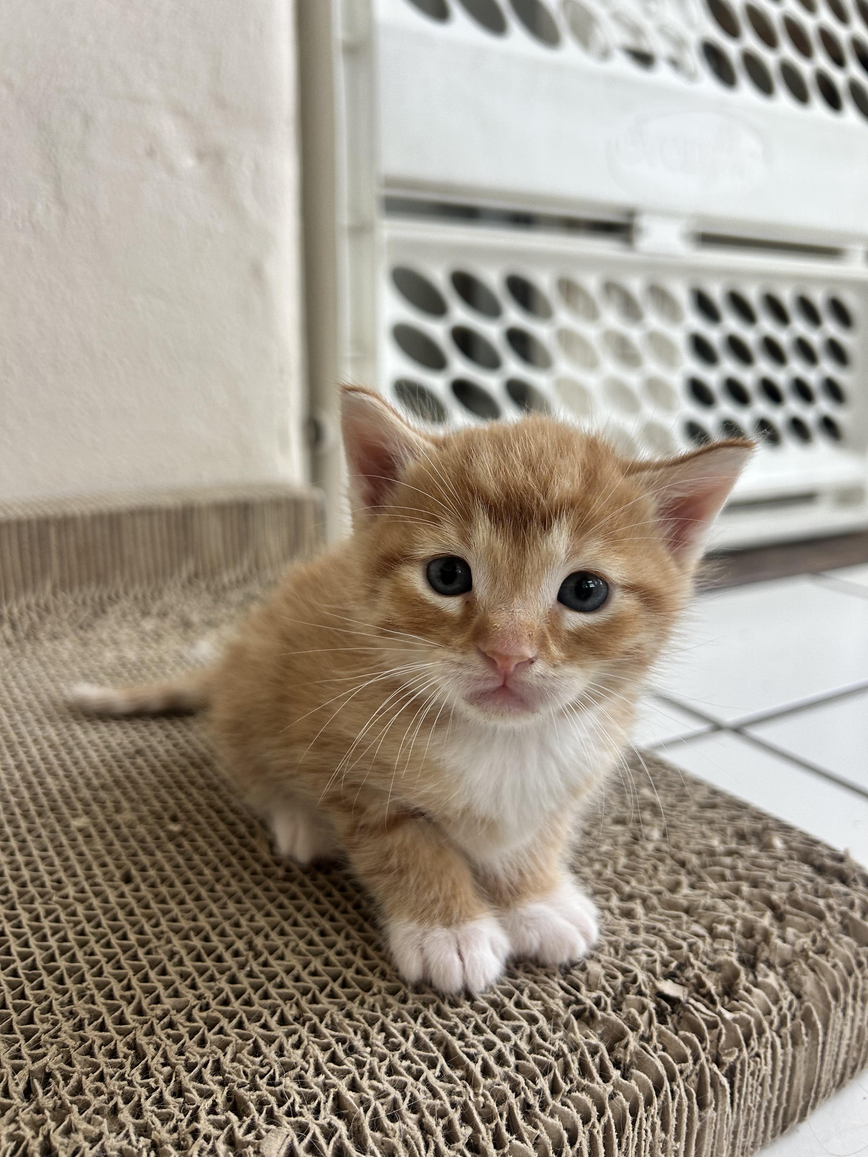 Enlarge Ms Fluffs orange and kitties!, an adopted Domestic Long Hair in Manhattan Beach, CA image 3/6