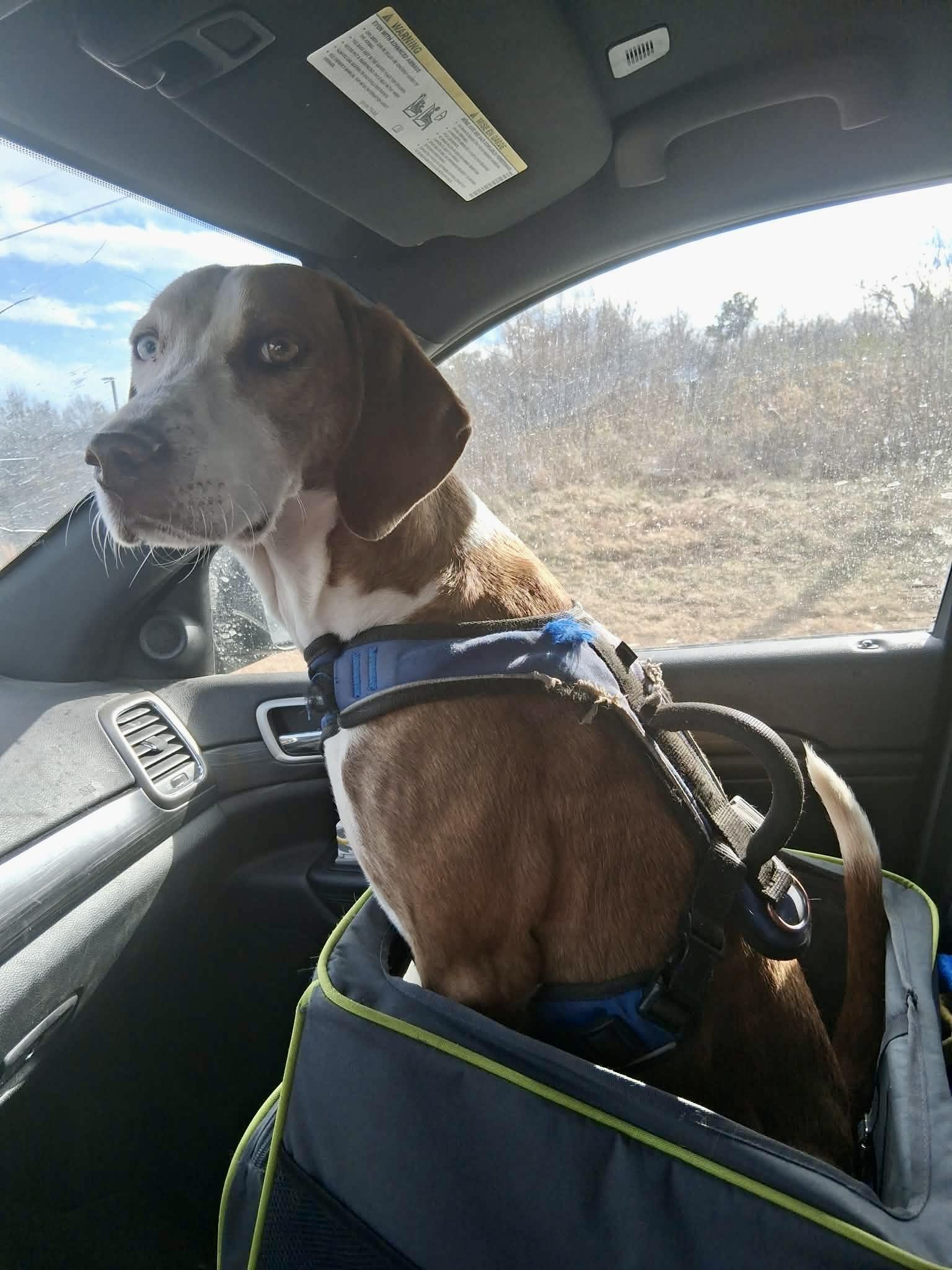 Ky, a ADOPTABLE mixed breed in Ooltewah, TN image 4/6