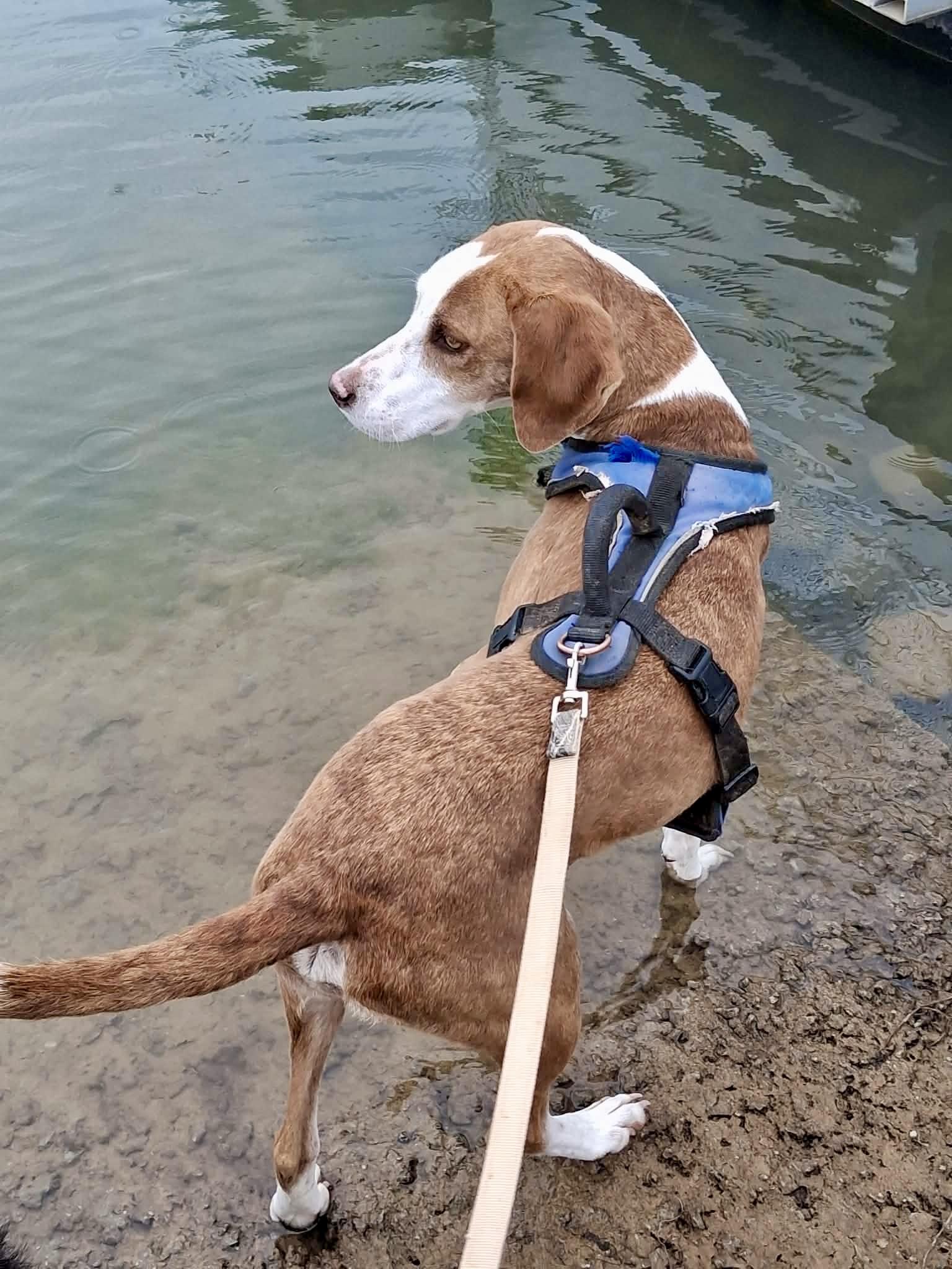 Ky, a ADOPTABLE mixed breed in Ooltewah, TN image 3/6