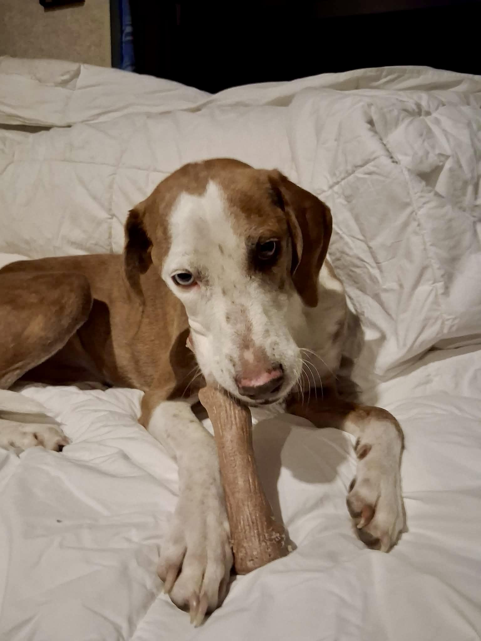 Ky, a ADOPTABLE mixed breed in Ooltewah, TN image 2/6