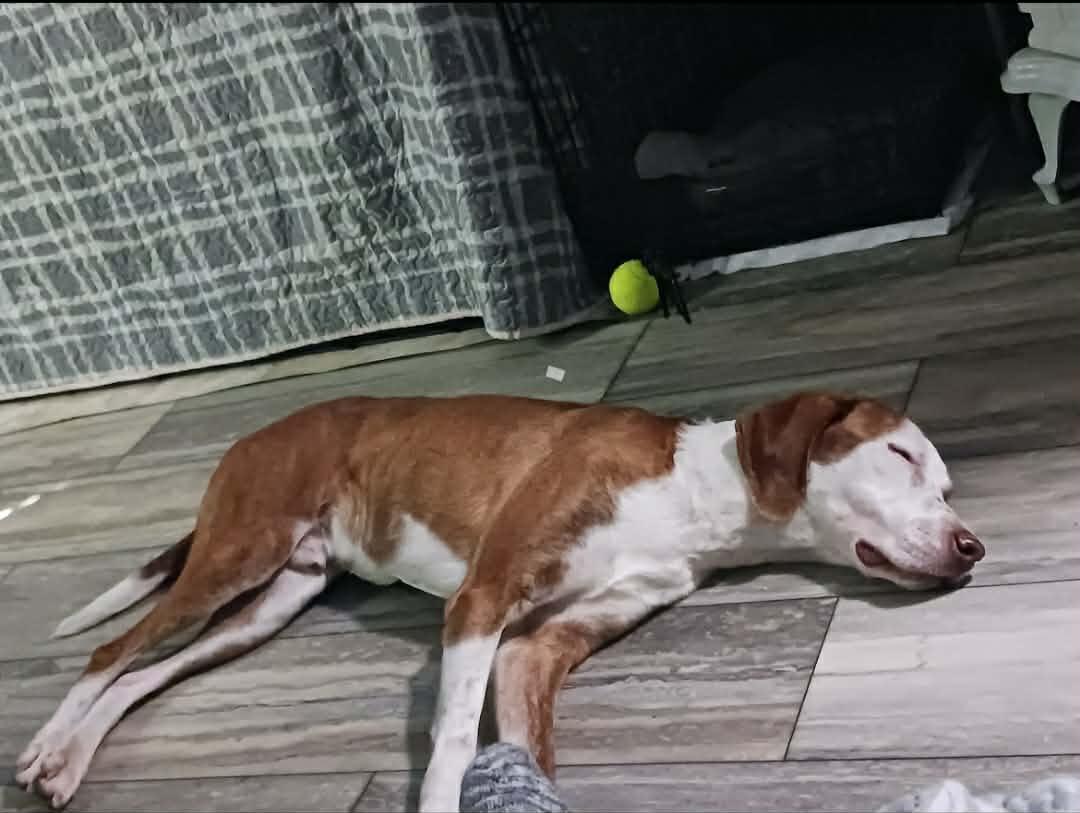 Ky, a ADOPTABLE mixed breed in Ooltewah, TN image 6/6