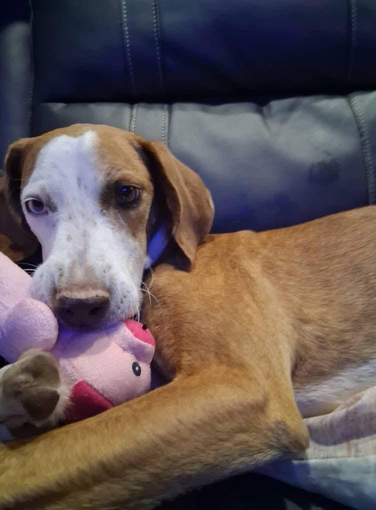 Ky, a Adoptable mixed breed in Ooltewah, TN image 6/6