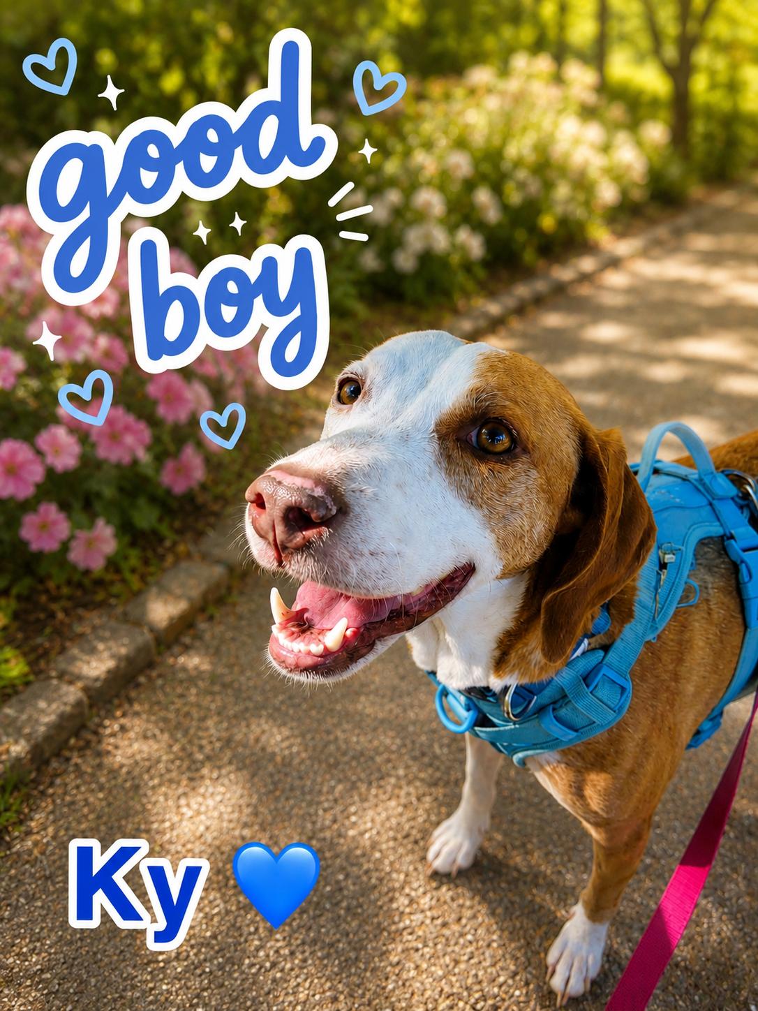 Ky, a Adoptable mixed breed in Ooltewah, TN image 2/6