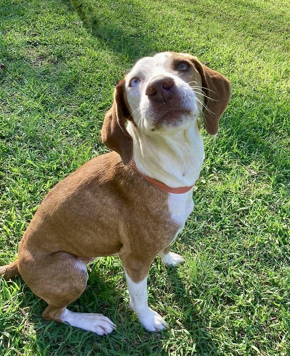 Ky, ADOPTABLE, Adult Male Catahoula Leopard Dog.