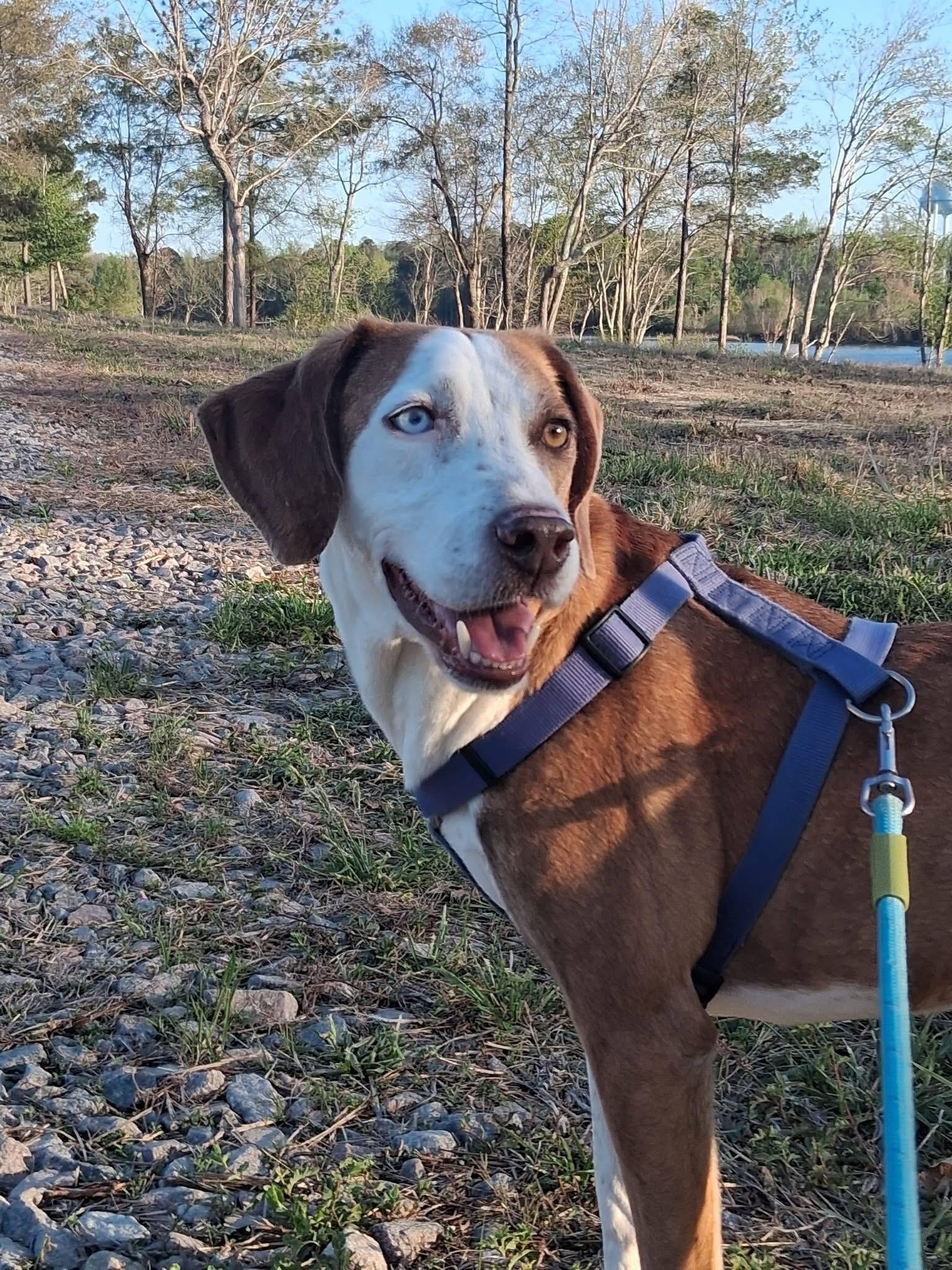 Ky, a Adoptable mixed breed in Ooltewah, TN image 1/6