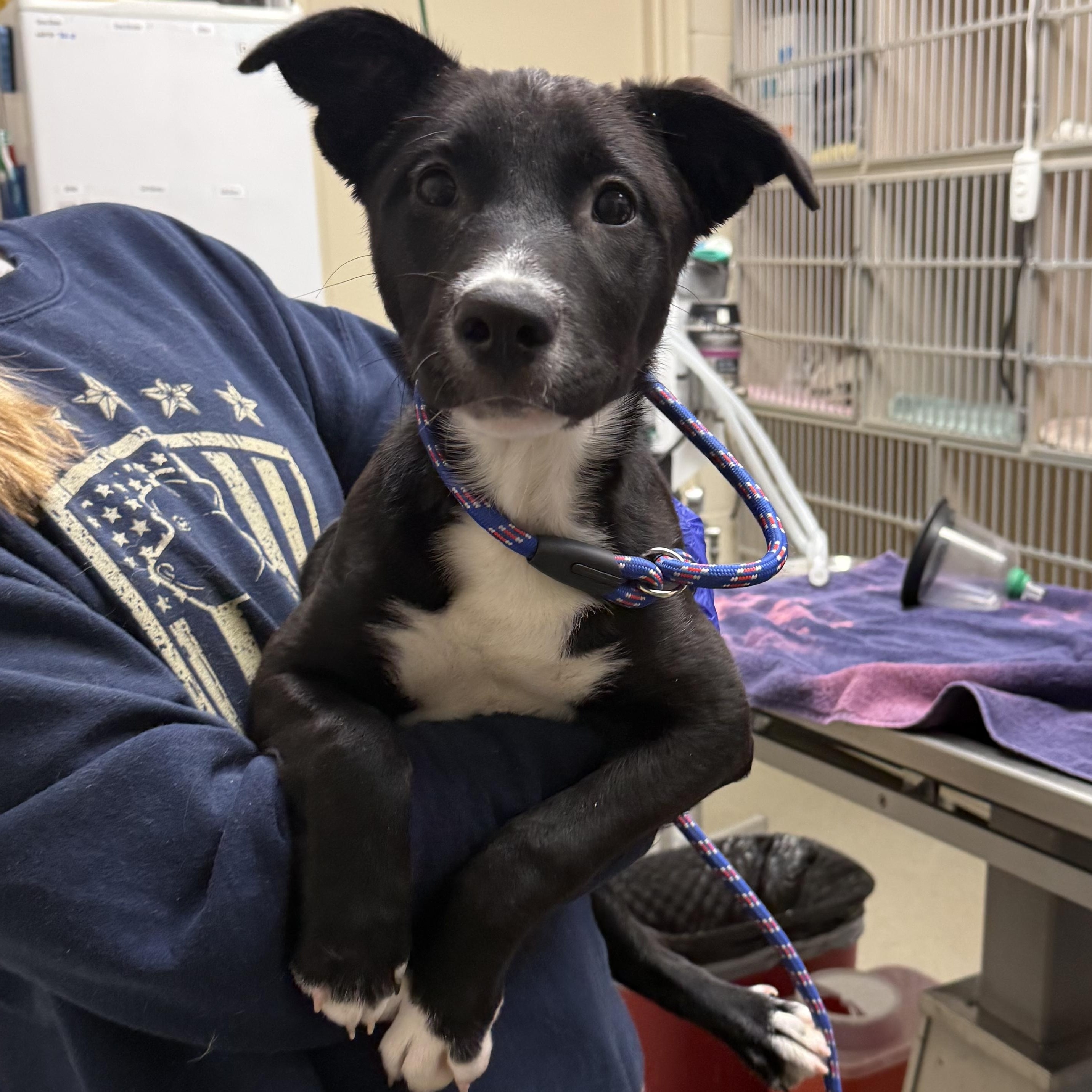 Mira, adopted, Puppy Female Black Labrador Retriever.