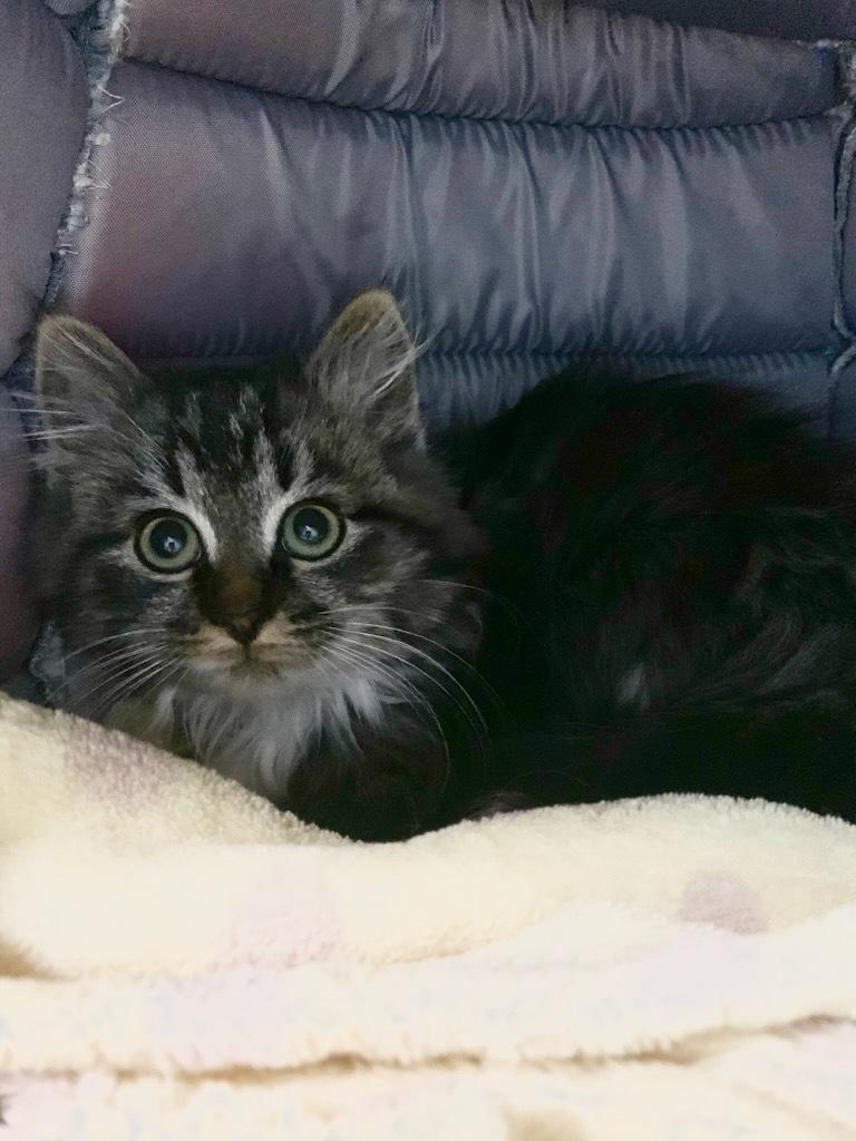 Shykin, Adoptable, Young Female Domestic Long Hair.