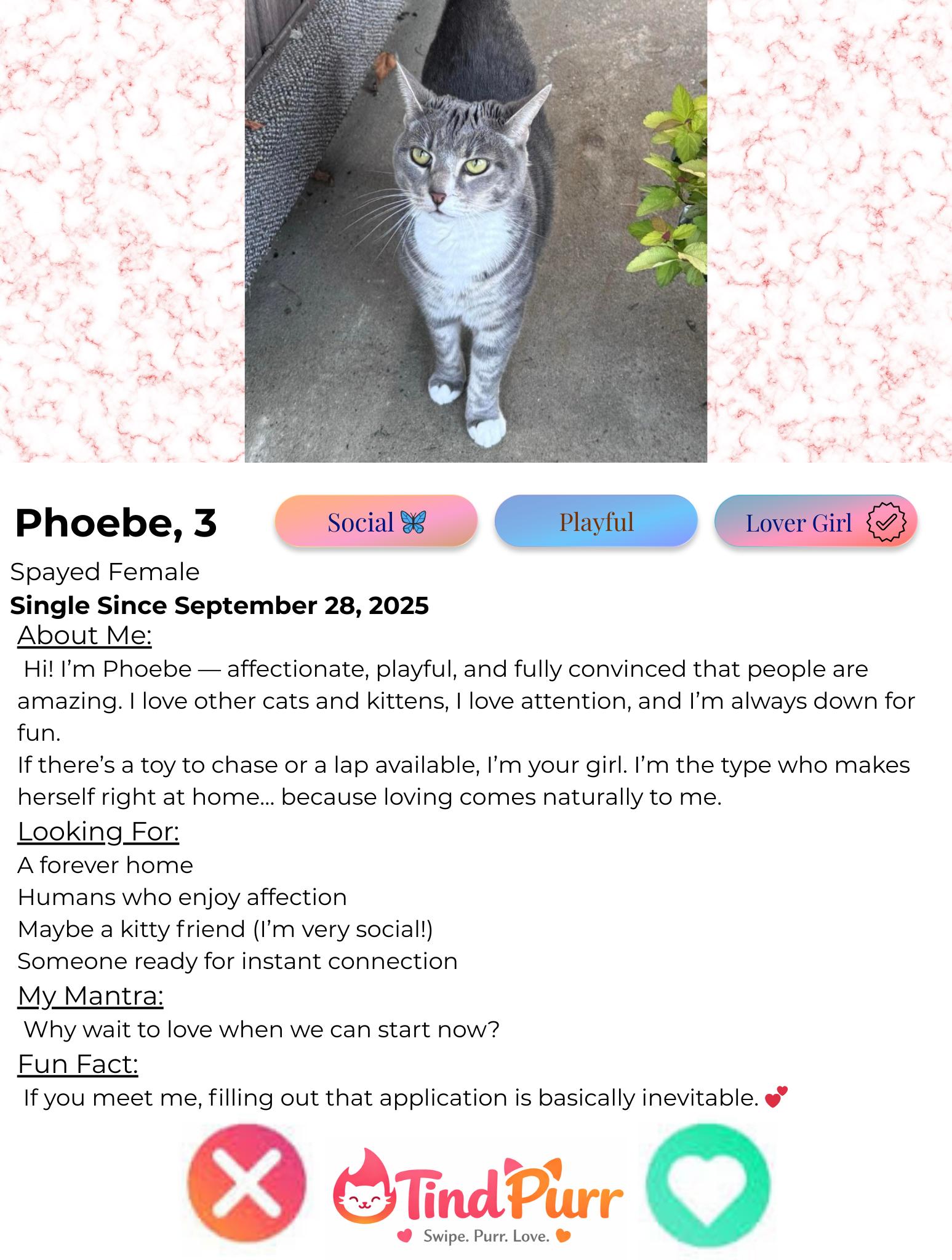 Enlarge Phoebe, a Adoptable Domestic Short Hair in Indiana, PA image 2/3